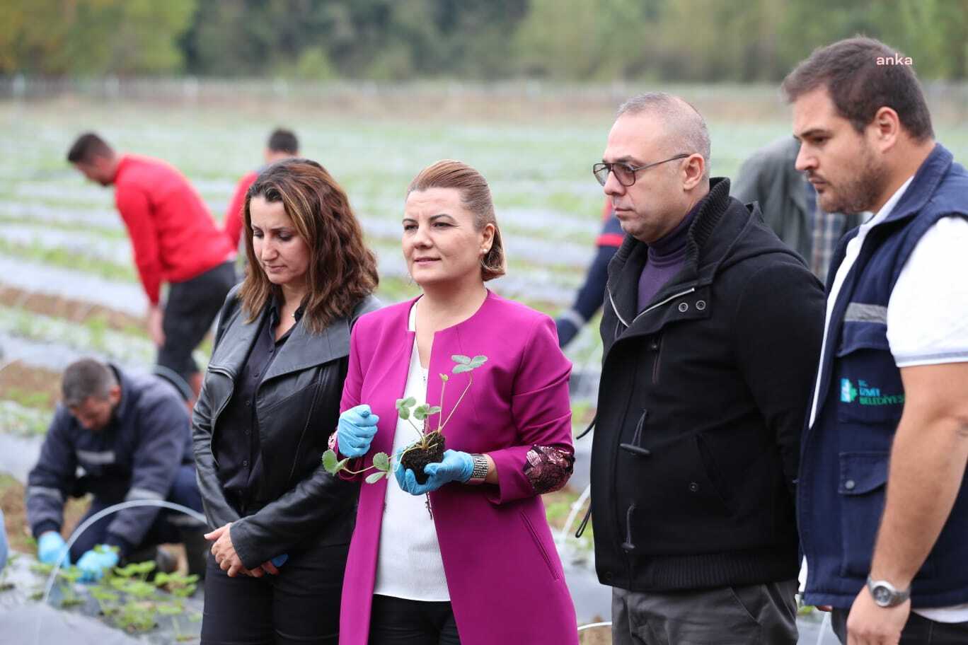 İZMİT’TE 24 BİN ADET ÇİLEK FİDESİ TOPRAKLA BULUŞTU