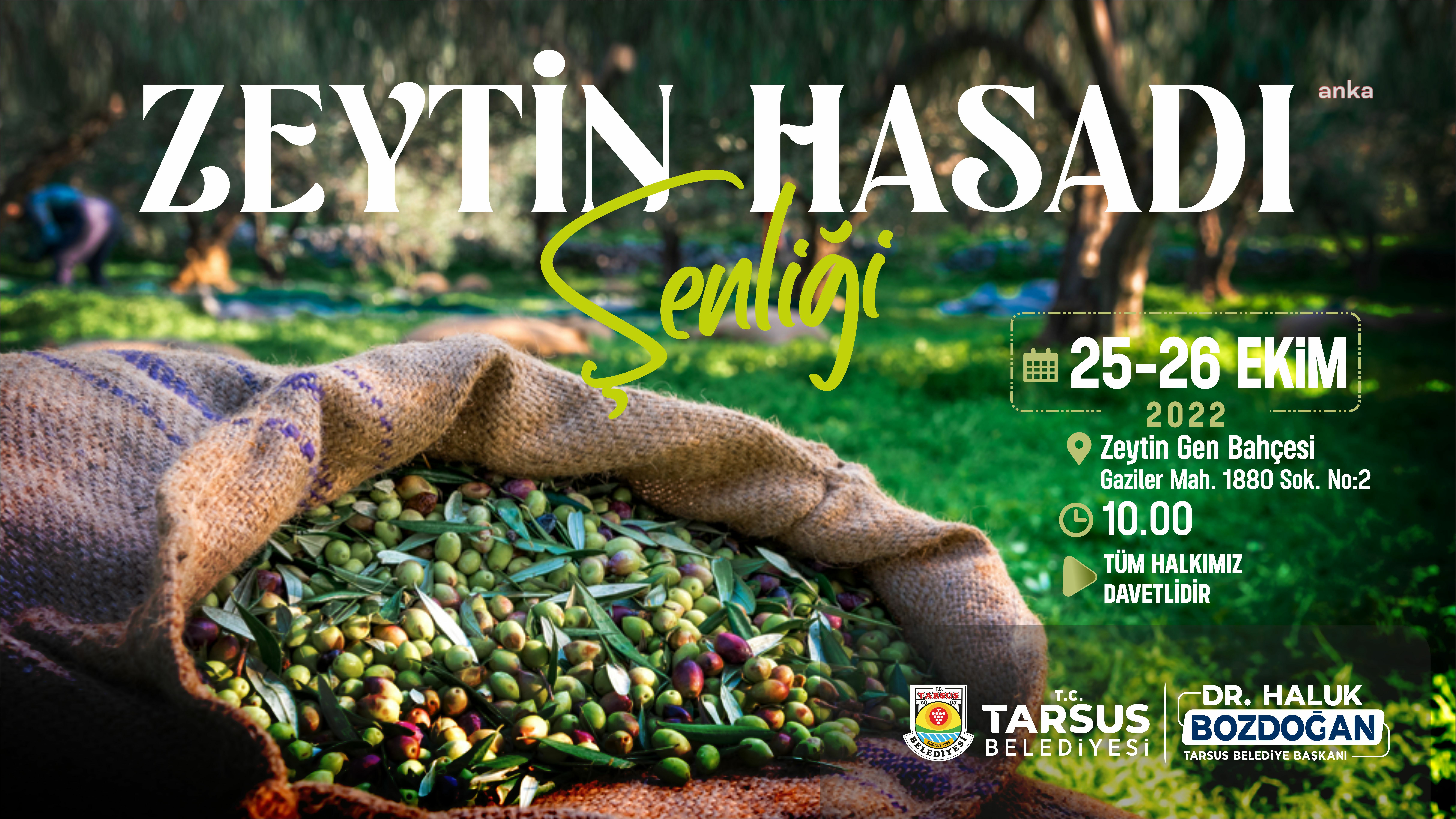 TARSUS ZEYTİN HASAT ŞENLİĞİ YARIN BAŞLIYOR