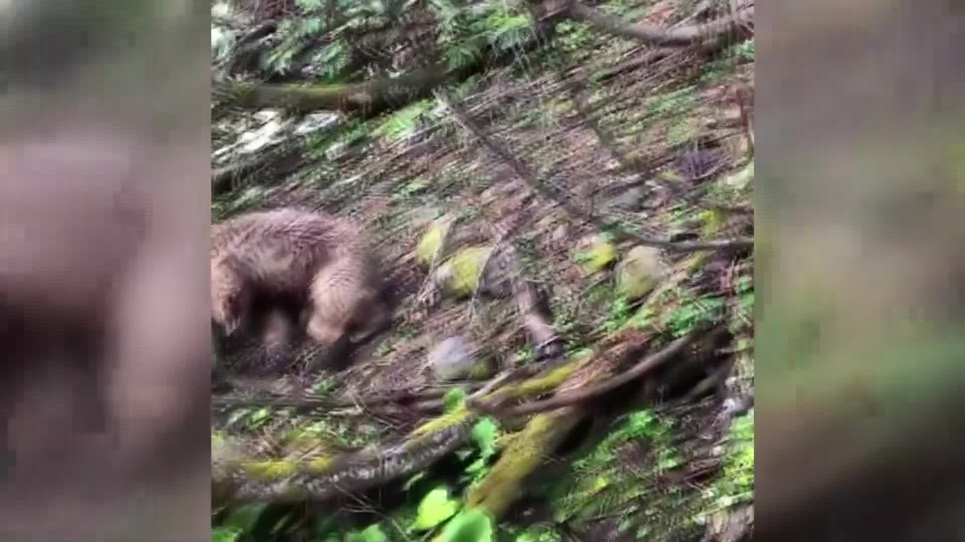 AYI YAVRUSUNU VURAN AVCILARA SUÇ DUYURUSU