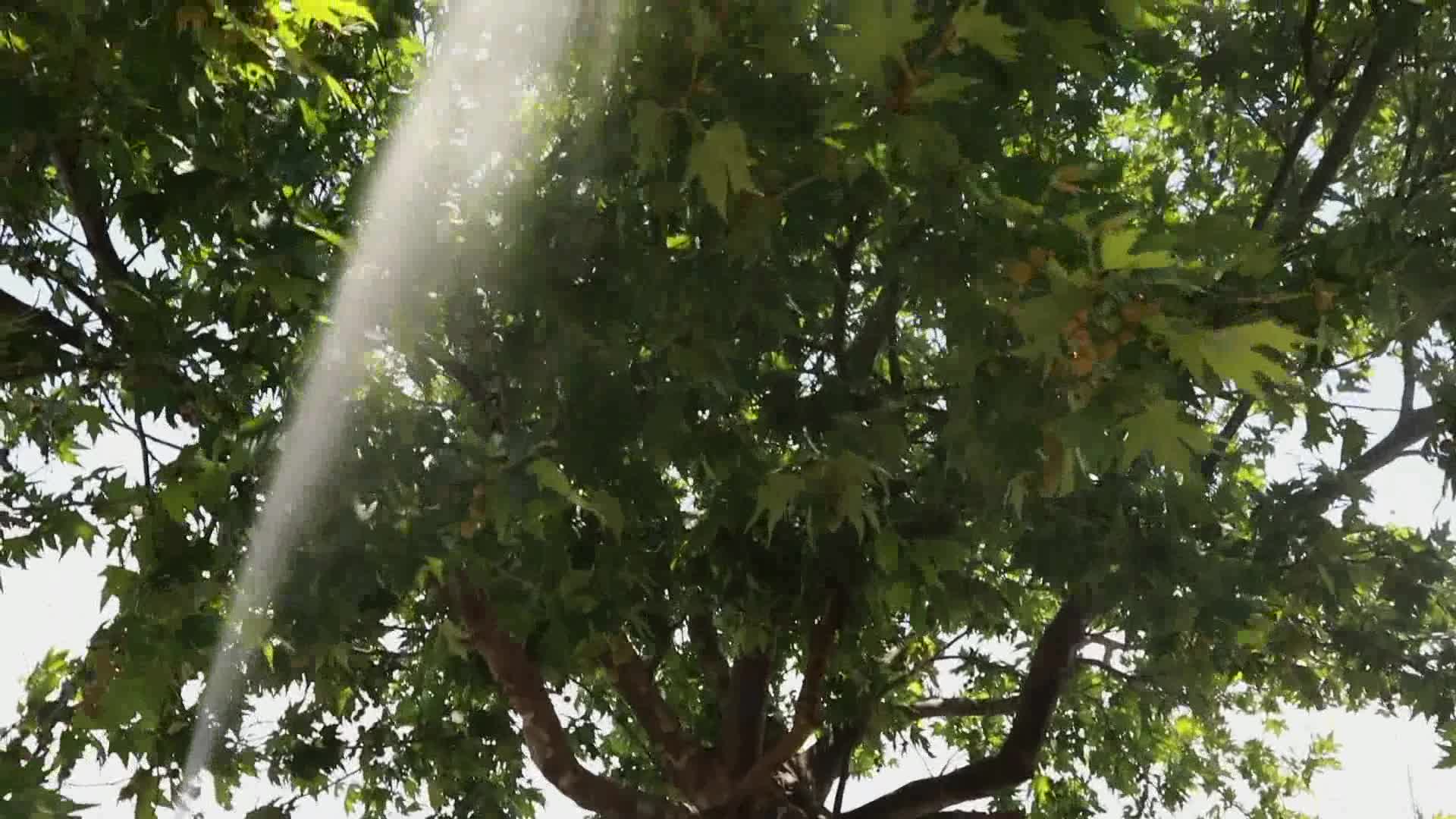 BAŞKENT’TE ZİRAİ MÜCADELE HIZ KESMEDEN DEVAM EDİYOR