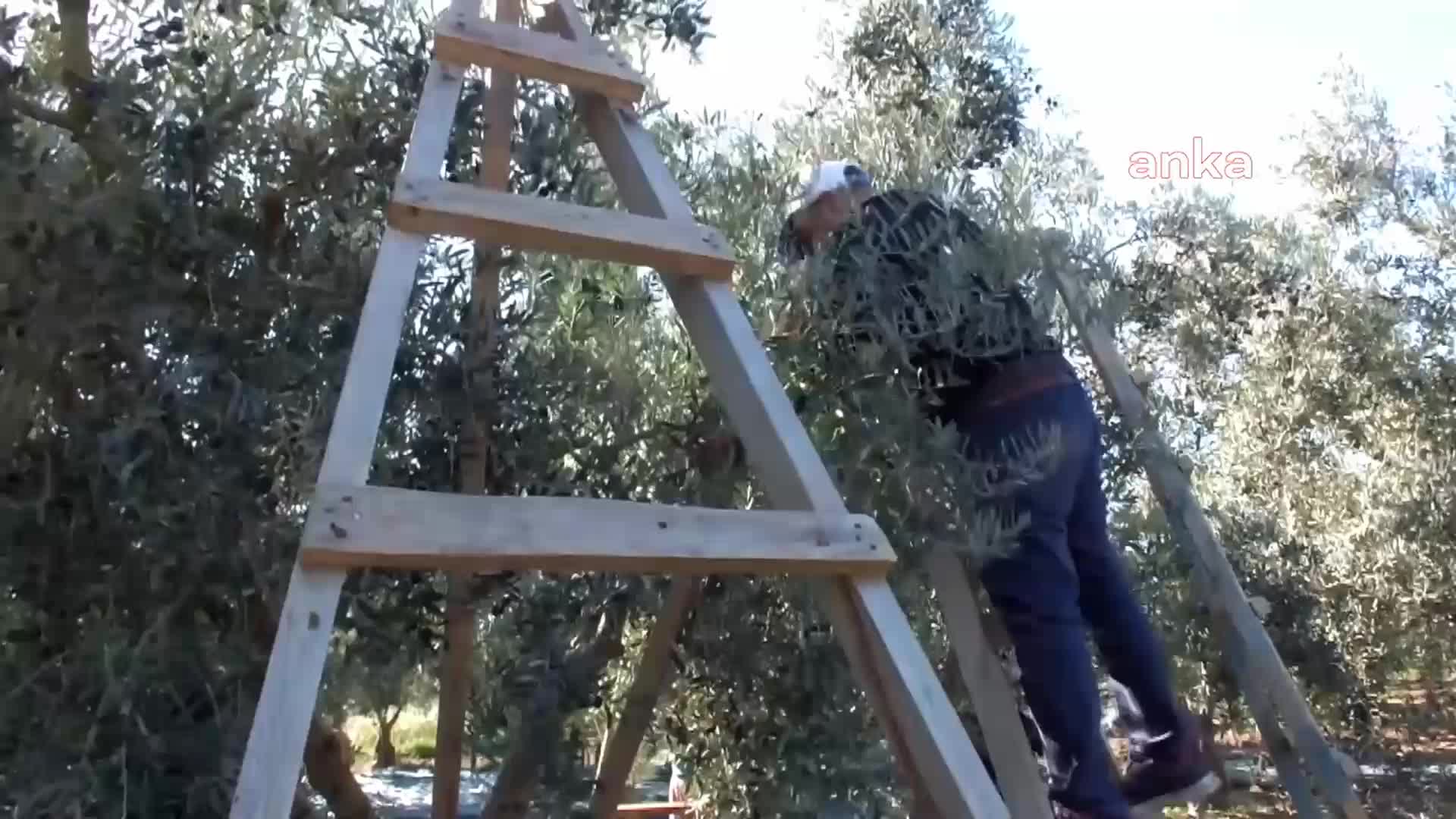 BURHANİYE'DE ZEYTİN HASADI DEVAM EDİYOR