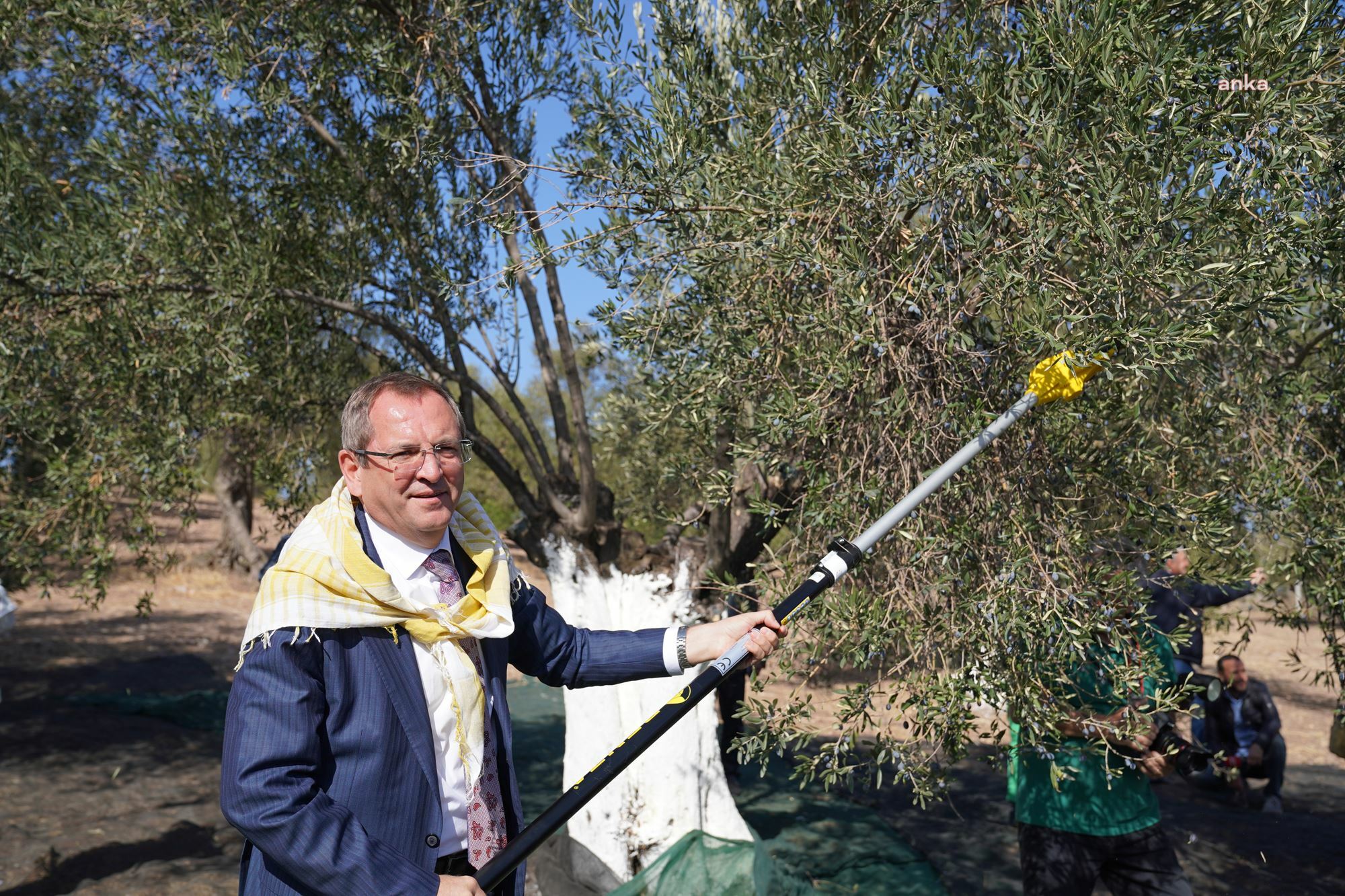 AYVALIK’TA ZEYTİN HASAT FESTİVALİ BAŞLADI