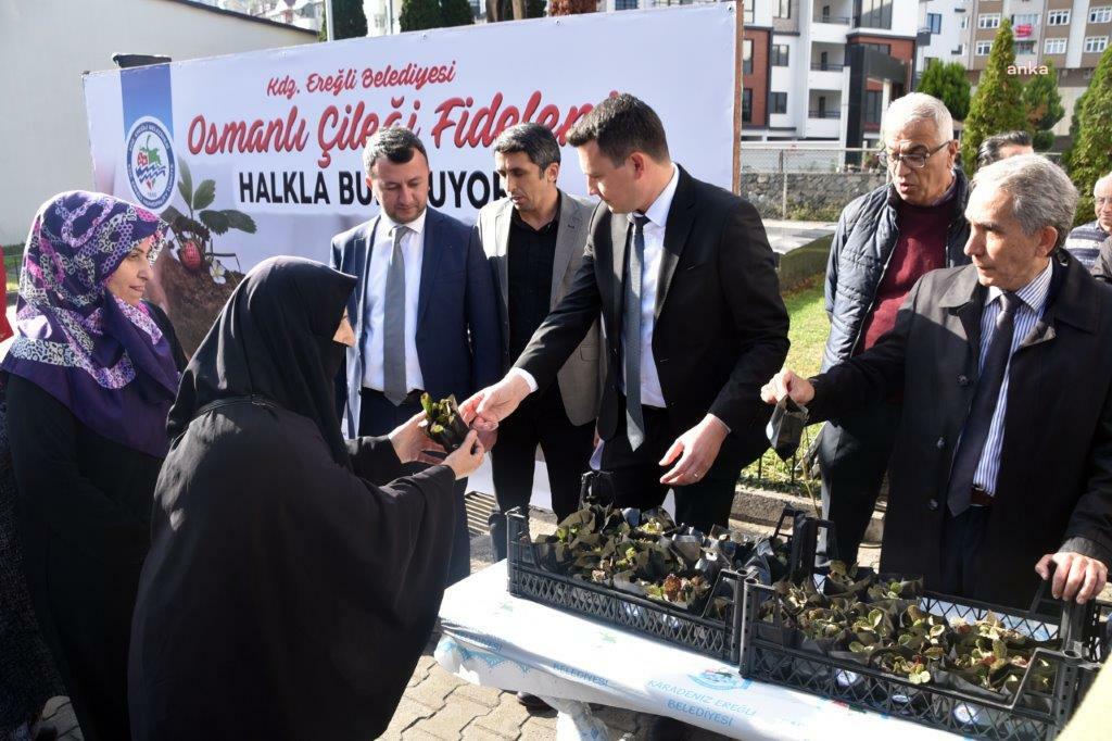 KDZ. EREĞLİ’DE 3 BİN OSMANLI ÇİLEĞİ FİDESİ HALKA DAĞITILDI