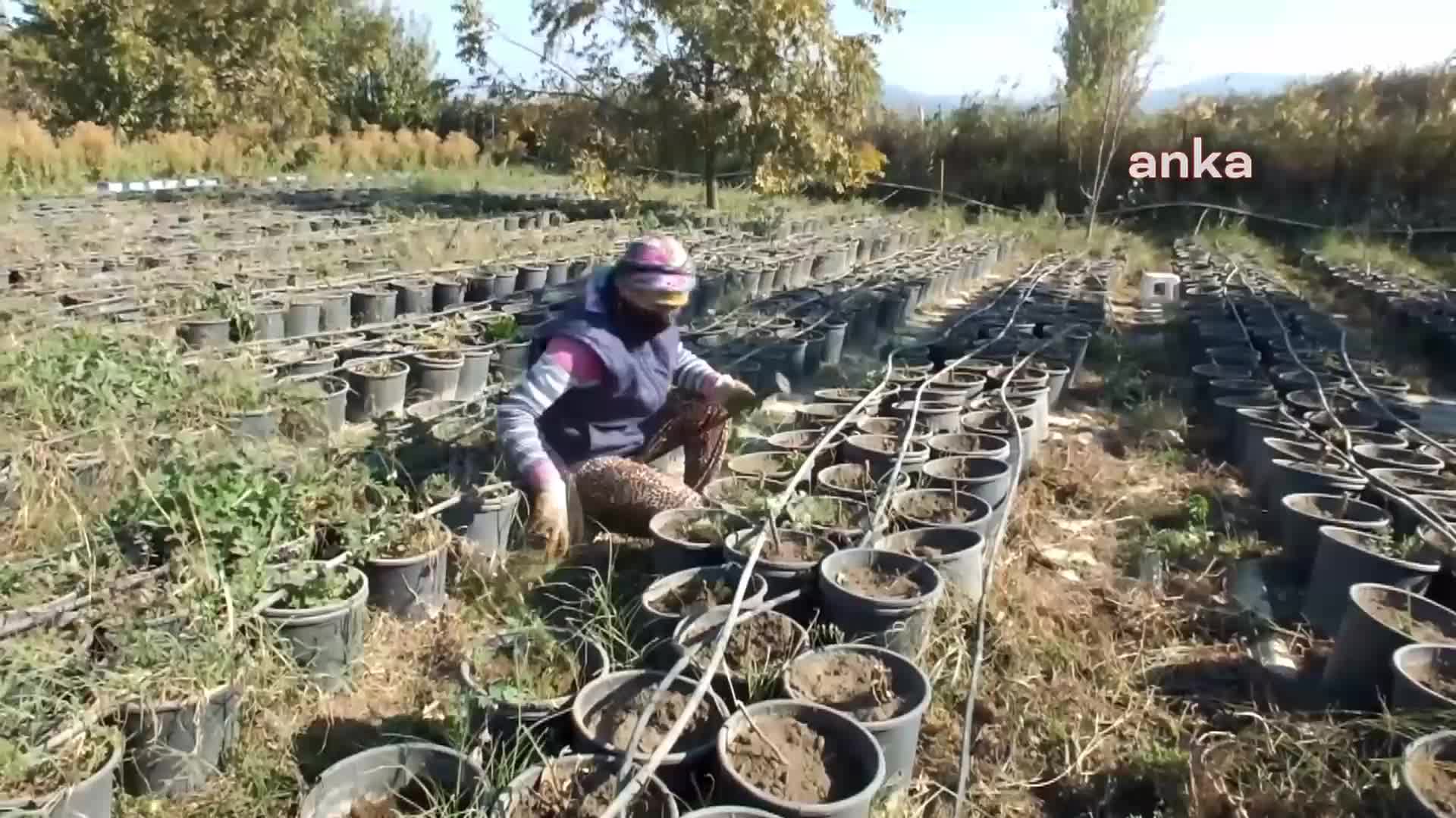 BURHANİYE'DE YETİŞTİRİLEN ŞEKER OTU AMERİKA'YA İHRAÇ EDİLİYOR