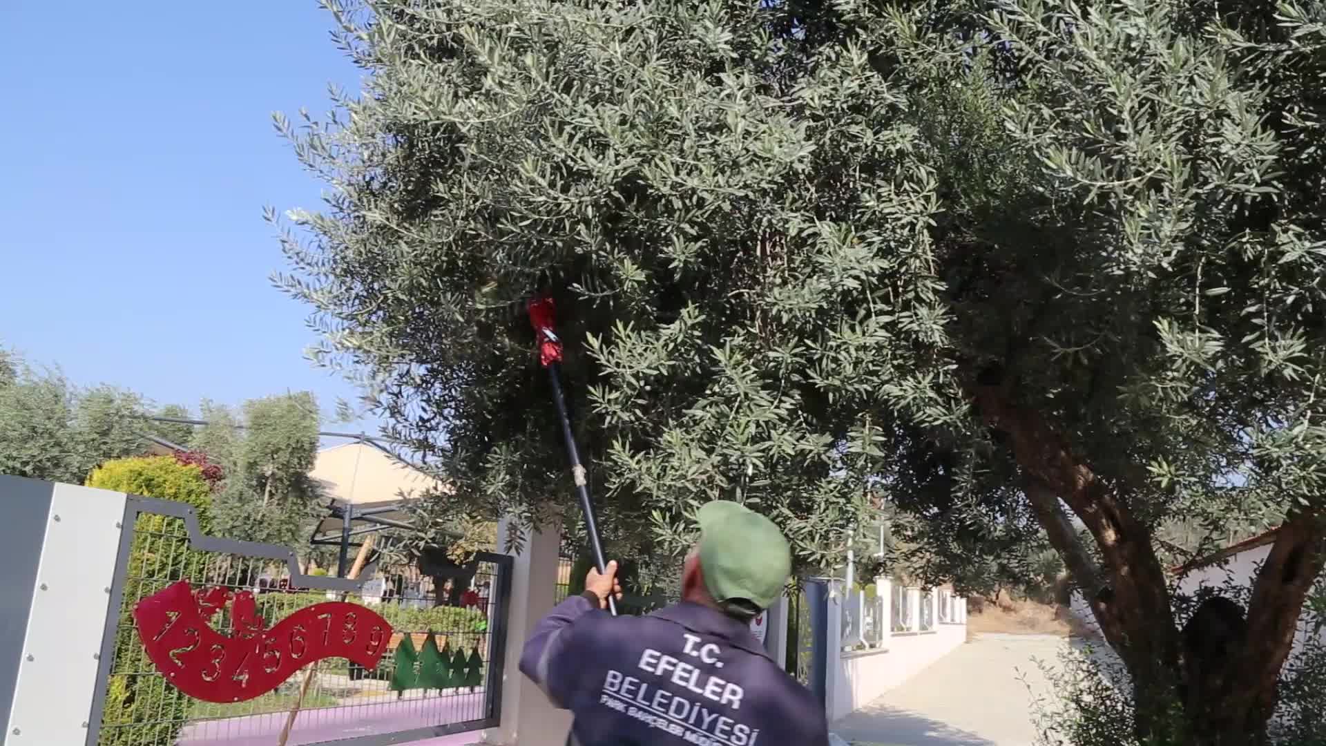 EFELER BELEDİYESİ'NDEN ZEYTİN HASADI