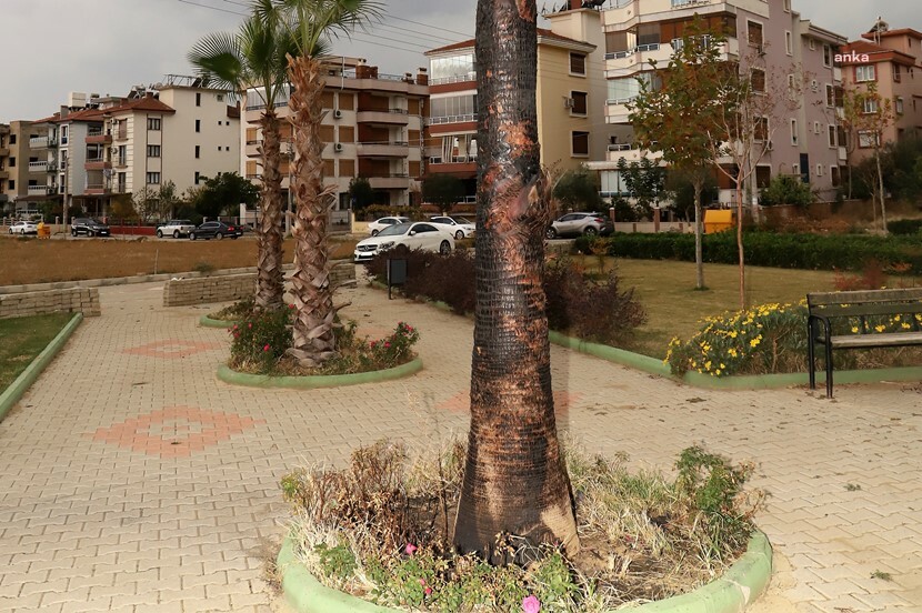 ŞEHİR MAGANDALARI ÖDEMİŞ EĞİTİM ŞEHİTLERİ PARKI’NDAKİ PALMİYE AĞACINI YAKTI