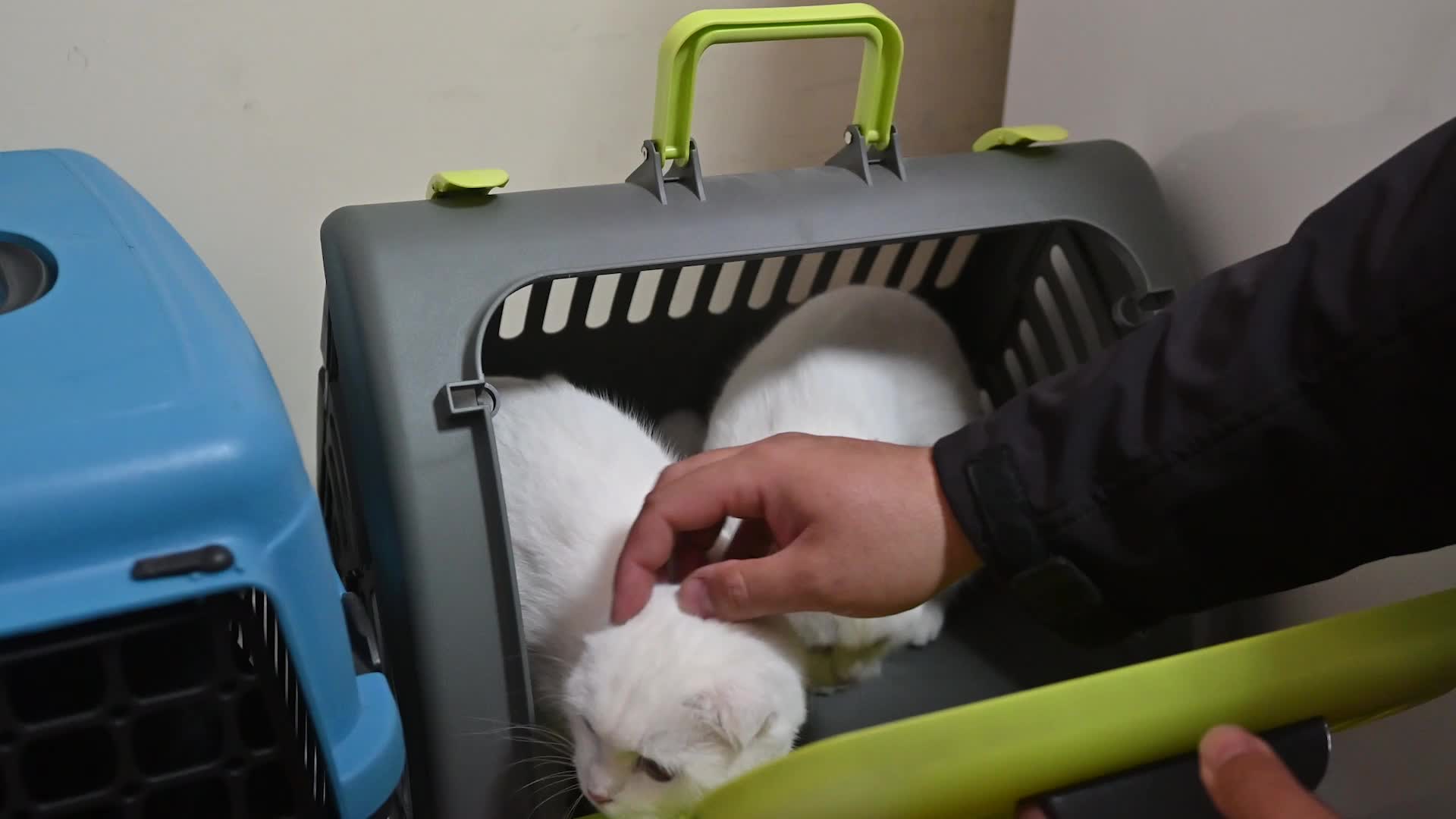 YOZGAT’TA KEDİ VE KÖPEKLERİN KİMLİKLENDİRİLEREK KAYIT ALTINA ALINMASINA YÖNELİK ÇALIŞMALAR DEVAM EDİYOR