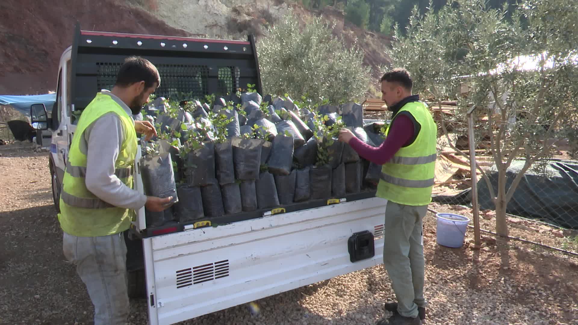 ANTALYA BÜYÜKŞEHİR’DEN ÇİFTÇİYE KEÇİBOYNUZU DESTEĞİ