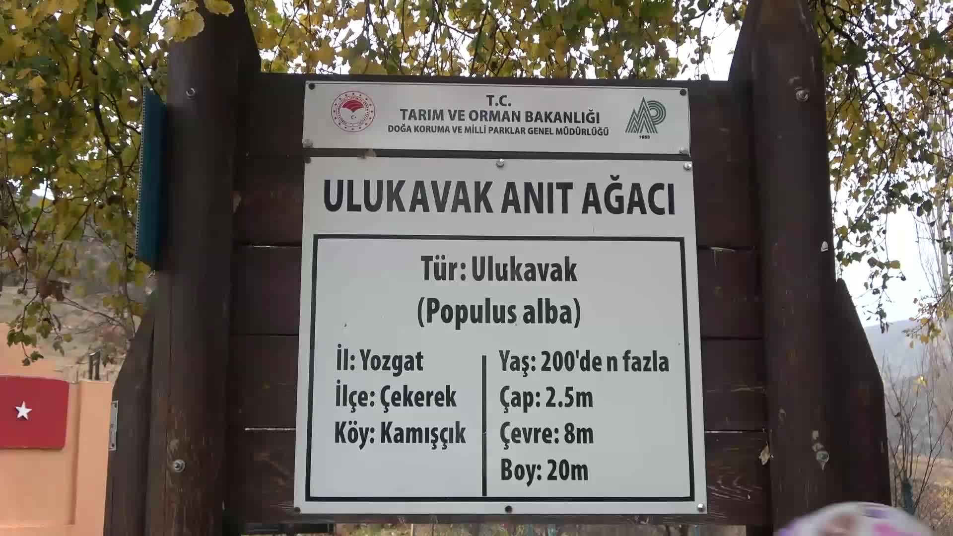 YOZGAT’IN ÇEKEREK İLÇESİNDEKİ ‘ULU KAVAK’ AĞACININ BULUNDUĞU ALANDA, ÇEVRE DÜZENLEMESİ YAPILACAK