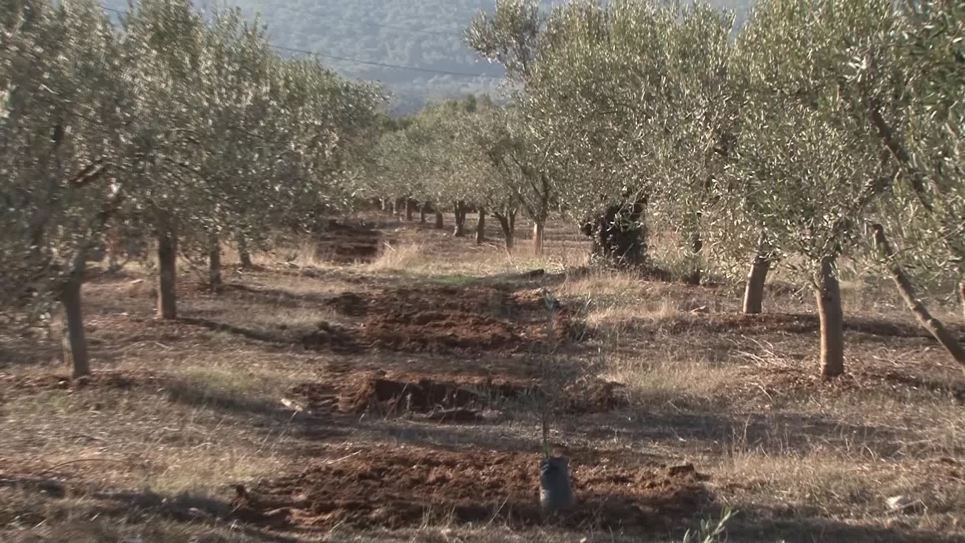 İZMİR'DE ZEYTİN ÇOCUK FESTİVALİ YAPILDI