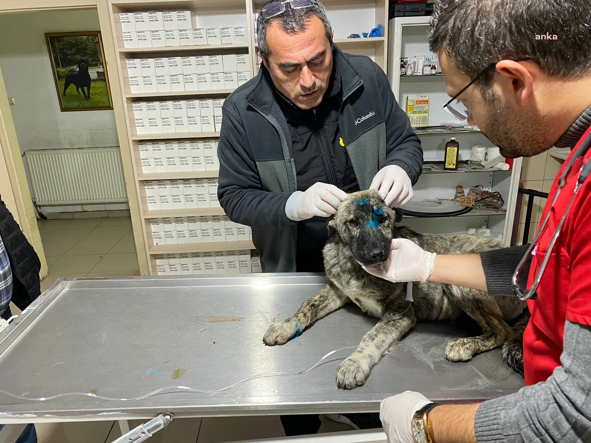 KIRŞEHİR BELEDİYESİ’NDEN YARALANAN SOKAK KÖPEĞİNE İLK MÜDAHALE