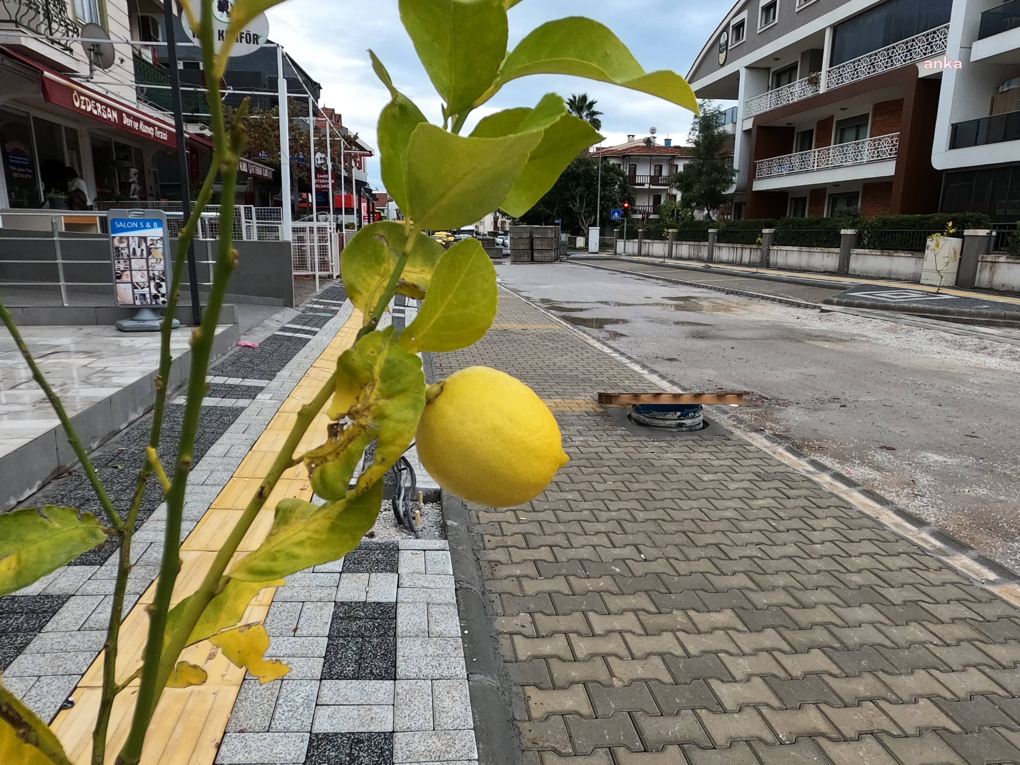 MARMARİS'TE SOKAKLARI LİMON AĞAÇLARI SÜSLEYECEK