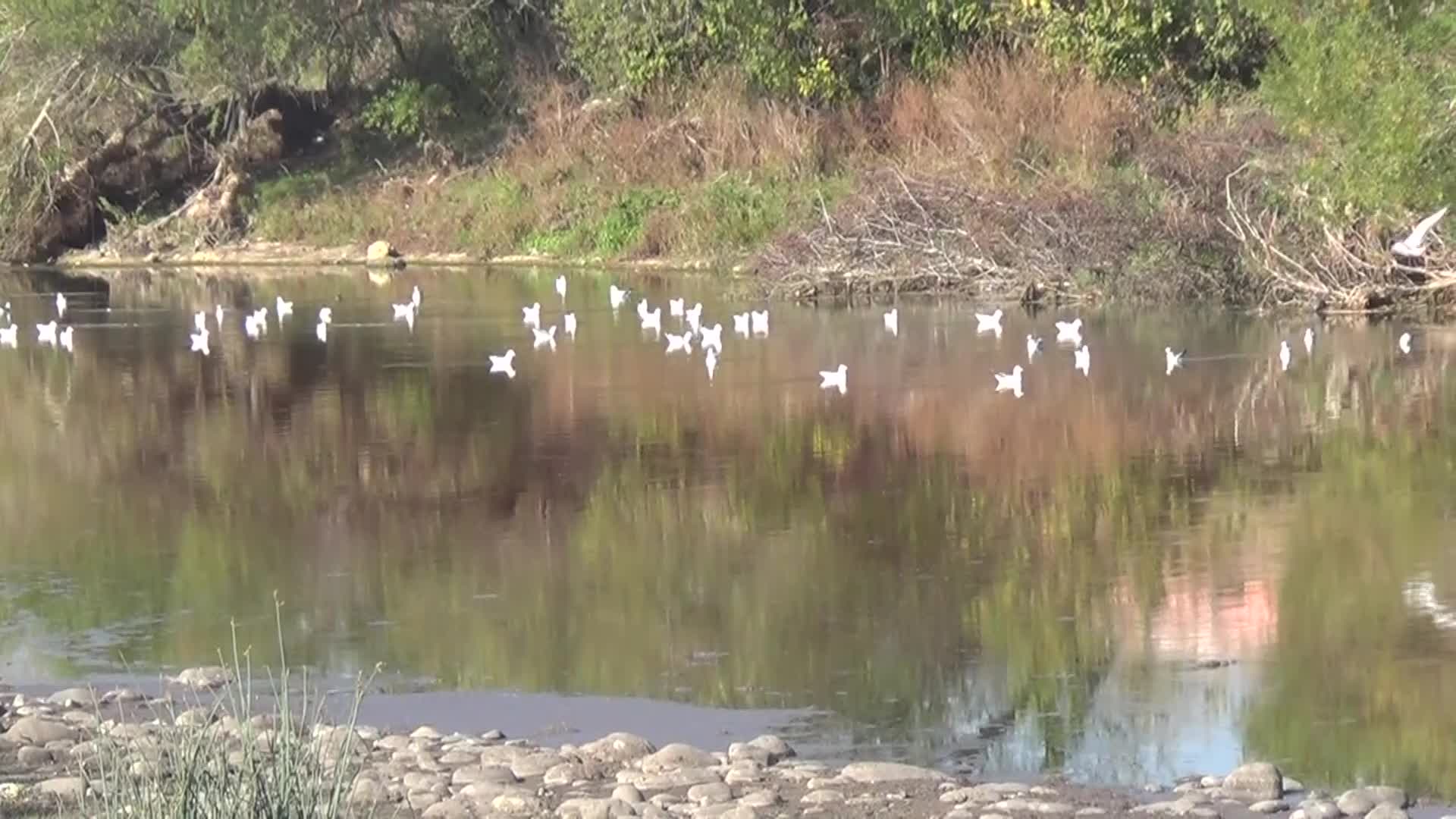 OSMANİYE’DE, KANALİZASYON ATIKLARININ KUŞ CENNETİ BÖLGESİNDEN GEÇEN CEYHAN NEHRİ’NE DÖKÜLDÜĞÜ İDDİA EDİLDİ