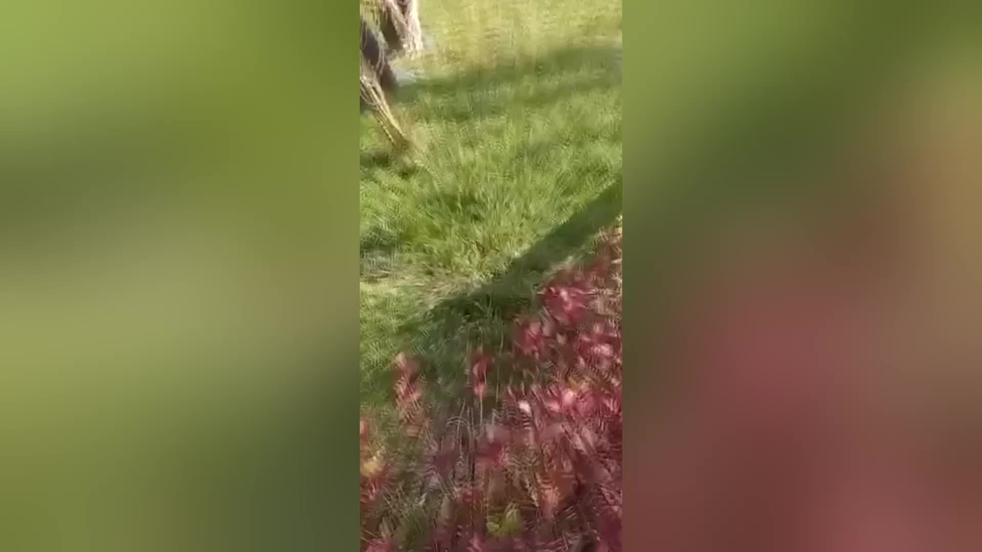 BİLECİK’TE KEDİLERİ TOPLAYIP ÇUVALLARA KOYDULAR