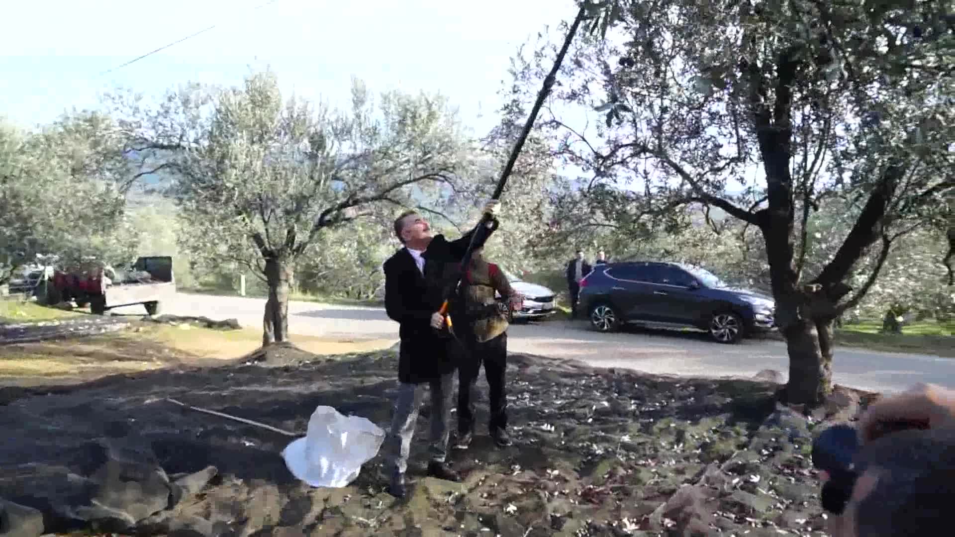 EDREMİT BELEDİYE BAŞKANI ARSLAN, ÖĞRENCİLERLE ZEYTİN HASADI YAPTI