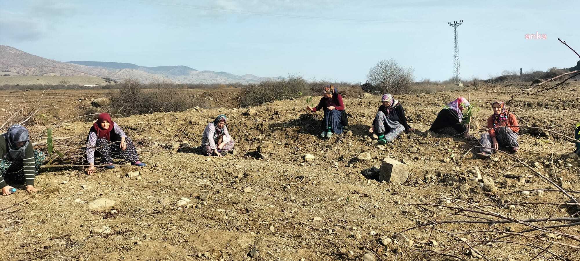 ÇAMBÜKÜ KÖYÜ'NDE OSB'YE KARŞI DİRENİŞ DEVAM EDİYOR. KÖYLÜ KADINLAR, KESİLEN 40 YILLIK CEVİZ AĞAÇLARININ YERİNE FİDAN DİKEREK OSB'Yİ PROTESTO ETTİ
