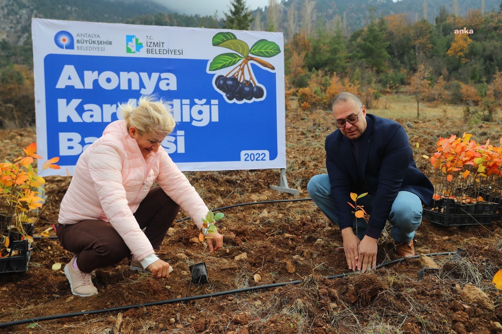 İZMİT’İN ARONYA FİDELERİ, ANTALYA’DAKİ ARONYA KARDEŞLİĞİ BAHÇESİ'NDE TOPRAKLA BULUŞTURULDU