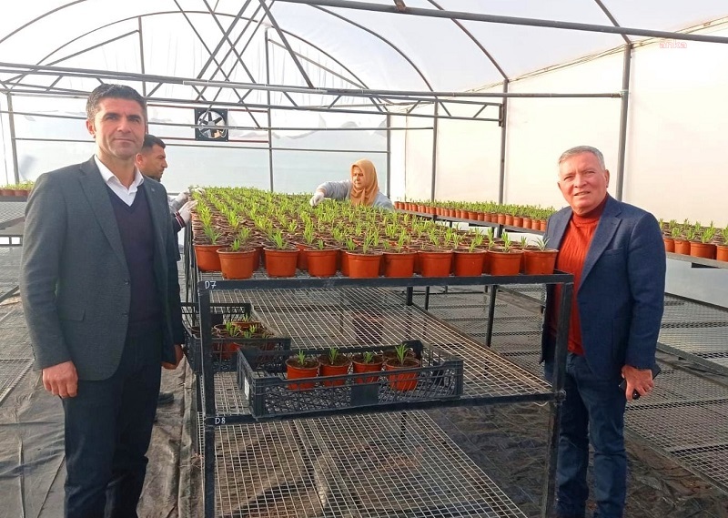 HONAZ BELEDİYESİ, PEYZAJ ÇALIŞMALARINDA KULLANDIĞI ÇİÇEKLERİ KENDİ SERALARINDA ÜRETİYOR
