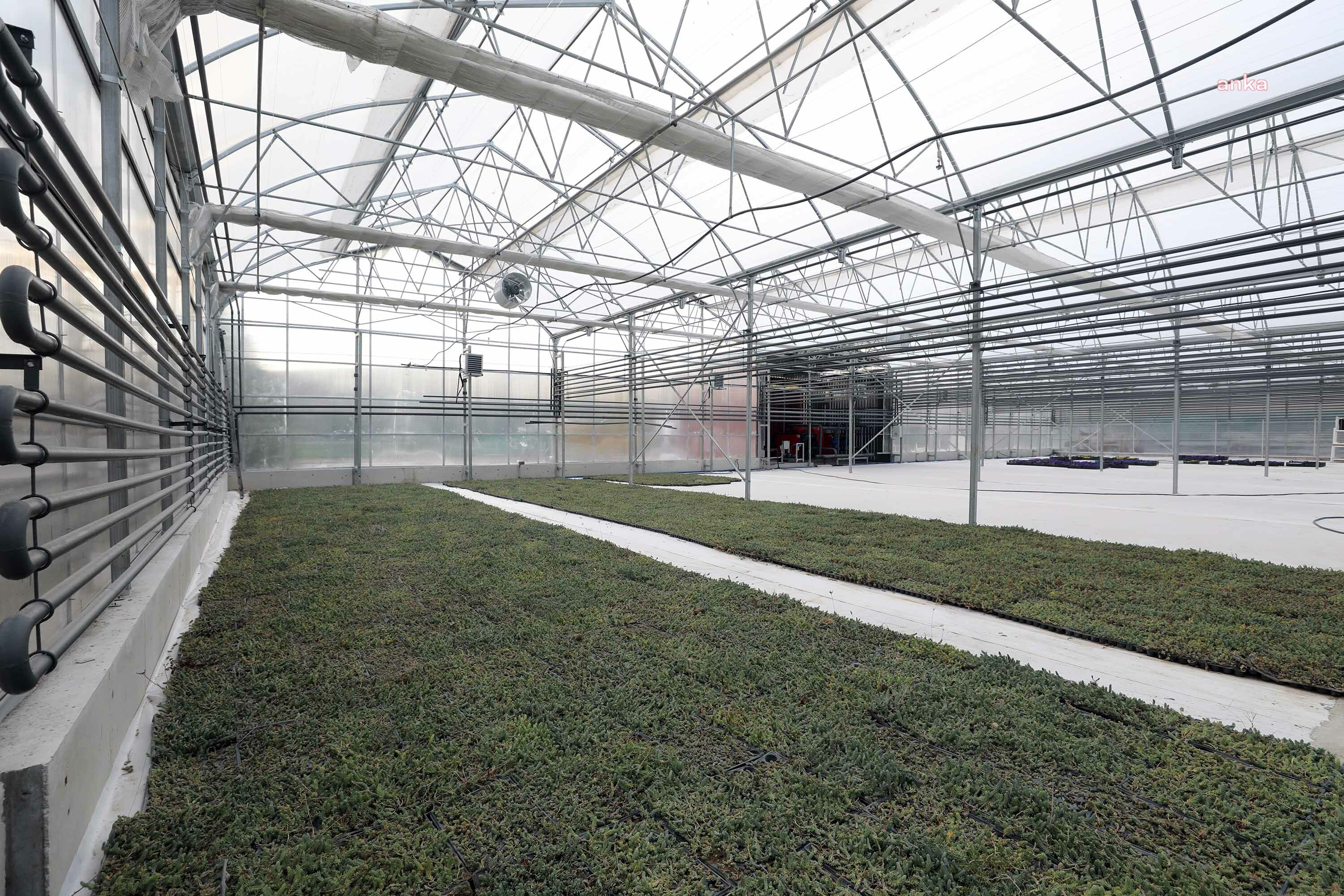 YENİMAHALLE BELEDİYESİ, YENİ SERASINDA ÜRETTİĞİ FİDELERİ ÇİFTÇİYE DAĞITACAK