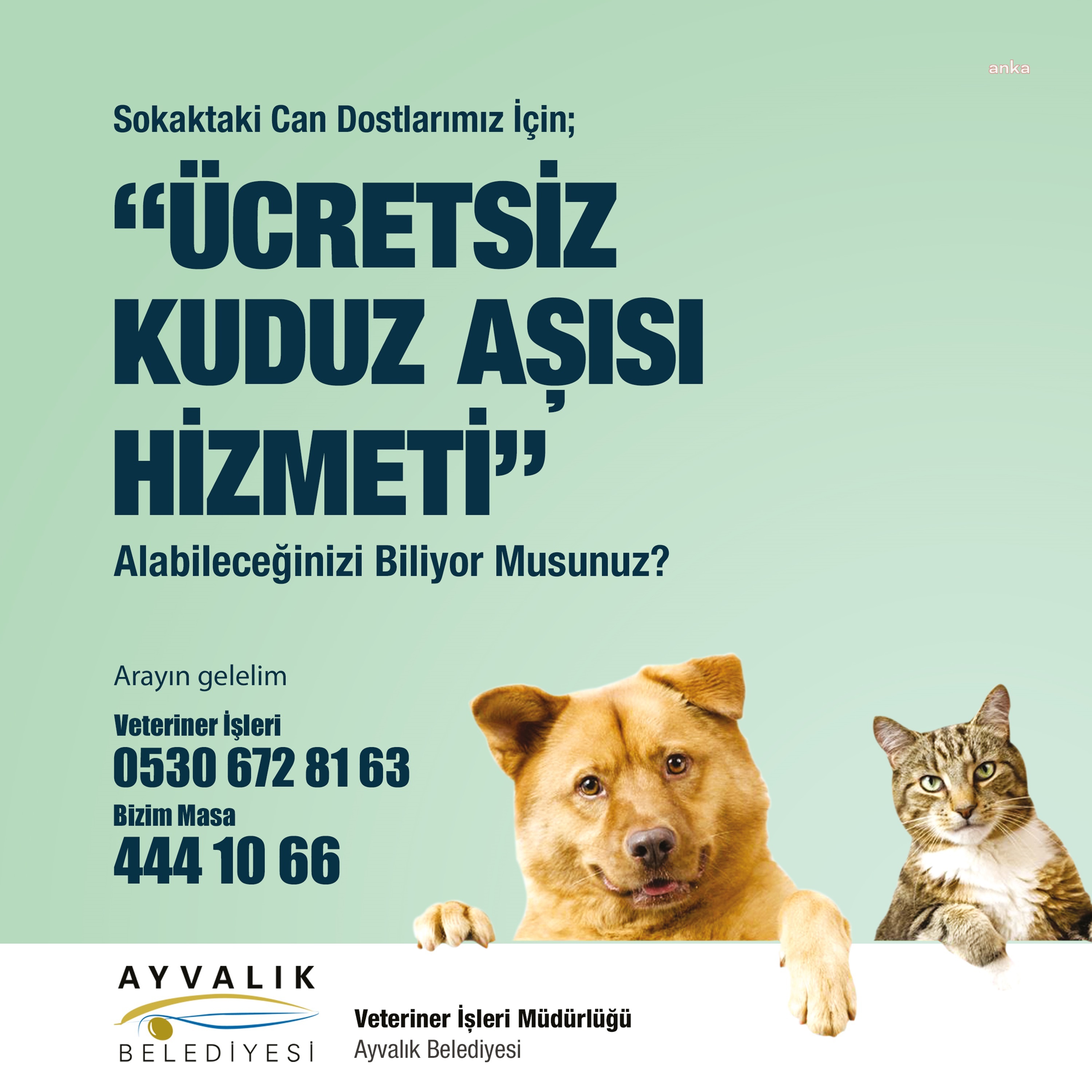 AYVALIK BELEDİYESİ, YIL BOYUNCA SOKAKTAKİ BİNLERCE CAN DOSTA TIBBİ MÜDAHALEDE BULUNDU