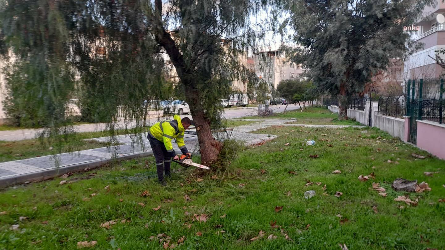 EDREMİT BELEDİYESİ EKİPLERİ PARK VE YEŞİL ALANLARDA BUDAMA YAPIYOR