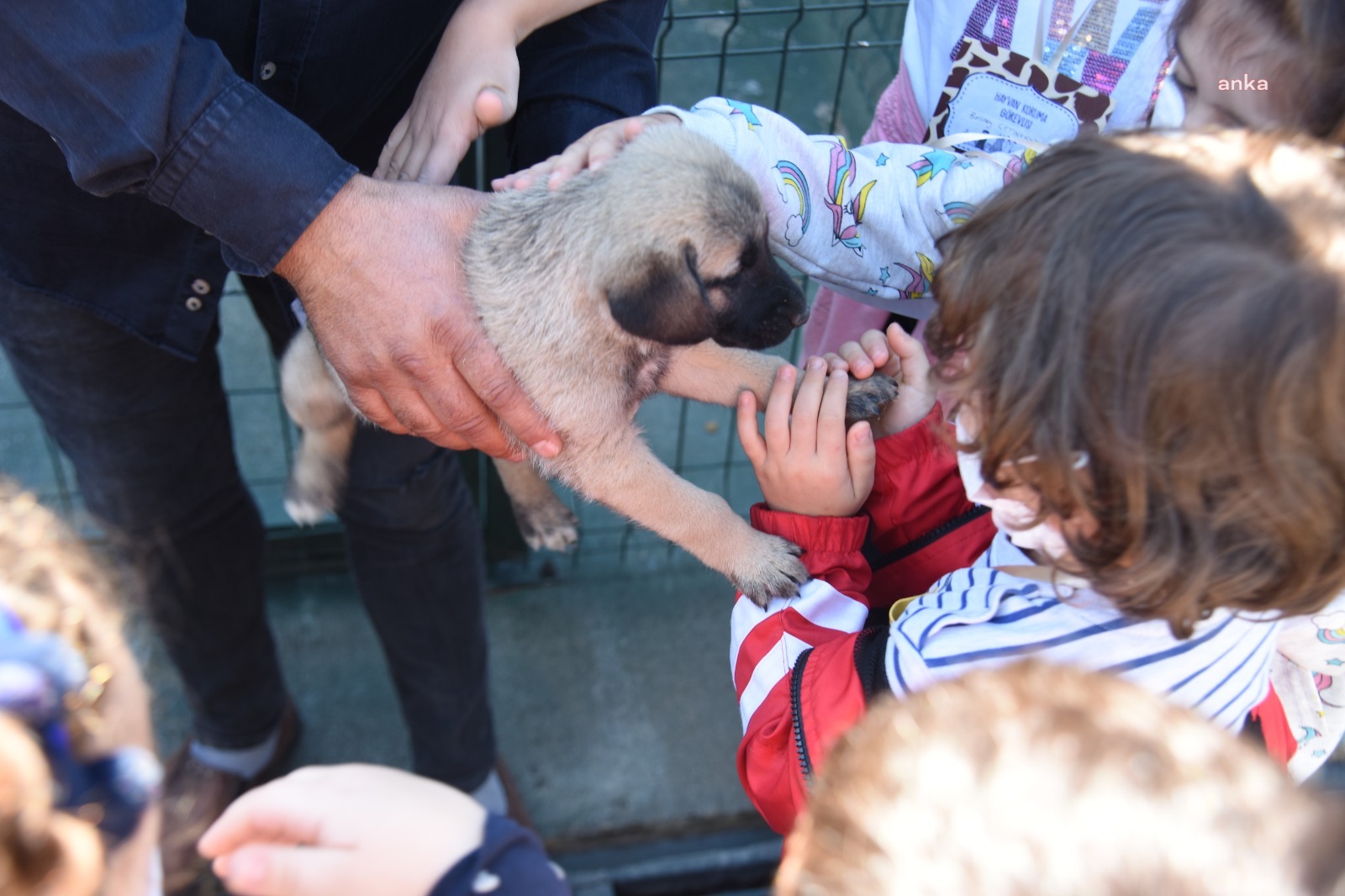 BİLECİK BELEDİYESİ’NDEN EVDE BAKILAN KEDİ VE KÖPEKLER İÇİN MİKROÇİP UYARISI