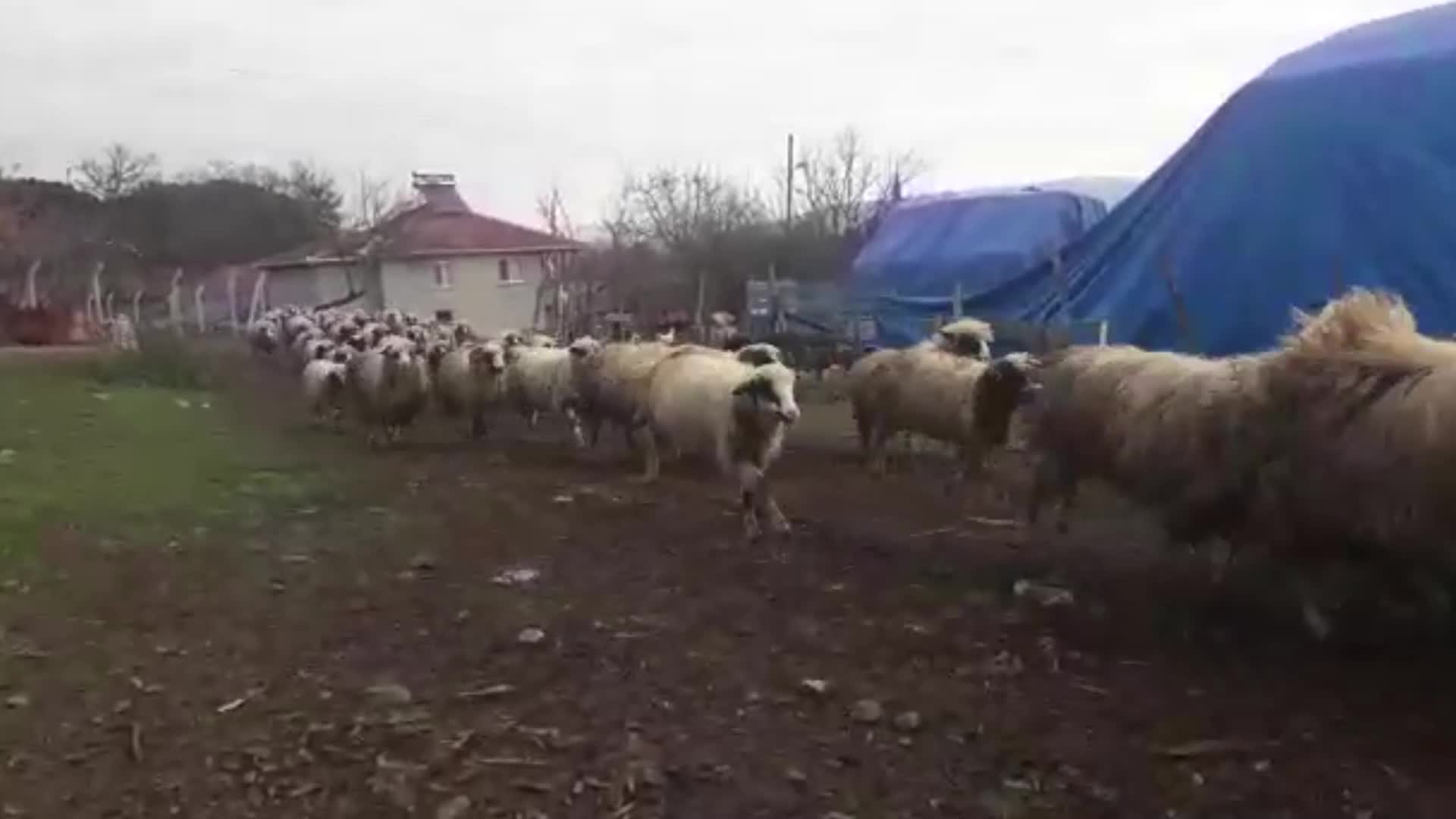 AMASYA ÇAMBÜKÜ'NDE MERA ALANLARI ELLERİNDEN ALINAN KÖYLÜLER: “BU KADAR HAYVANIN GÜBRESİ BURADA KALDI. NE YAPALIM, VALİLİĞE Mİ YIKALIM”