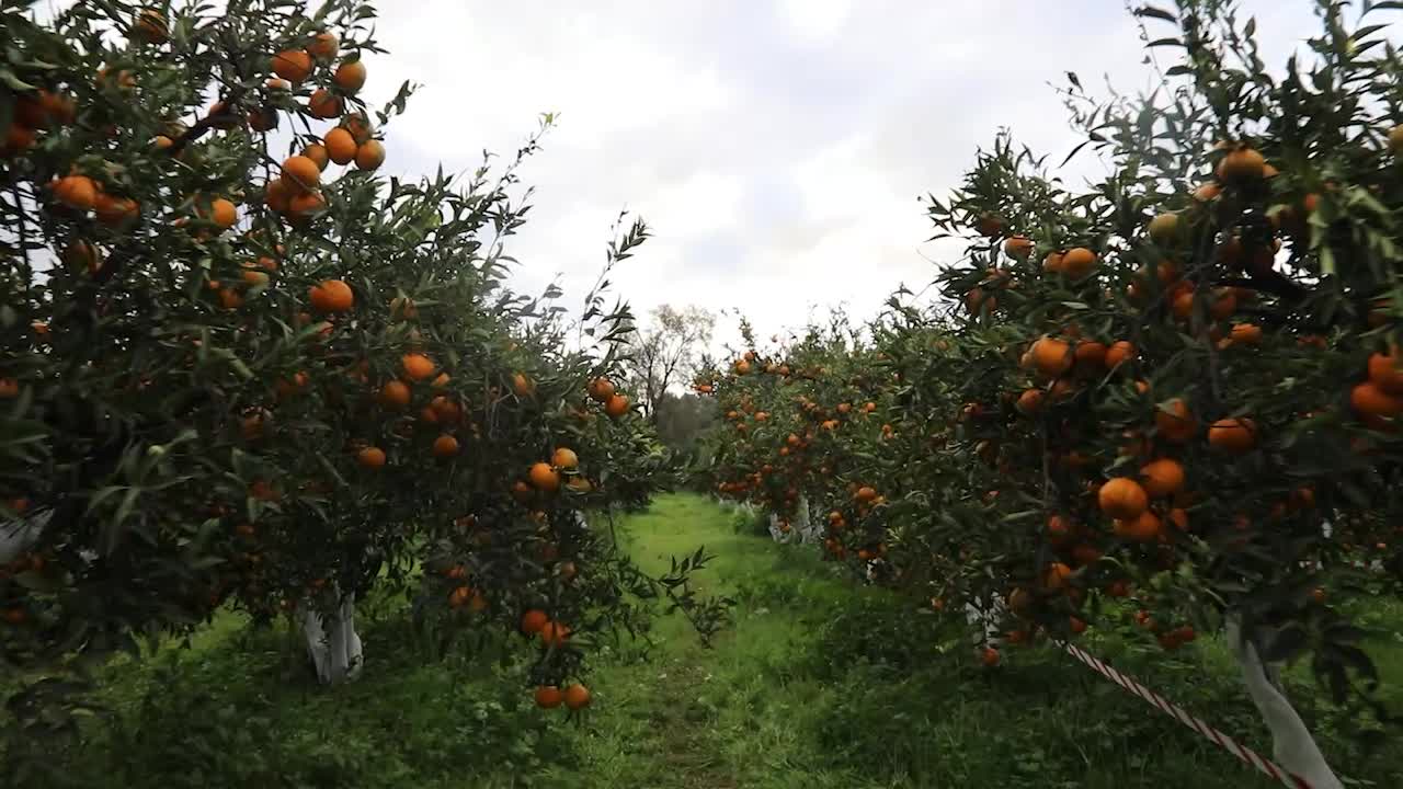 BODRUM BELEDİYE BAŞKANI ARAS, ÖĞRENCİLERLE MANDALİNA HASADI YAPTI