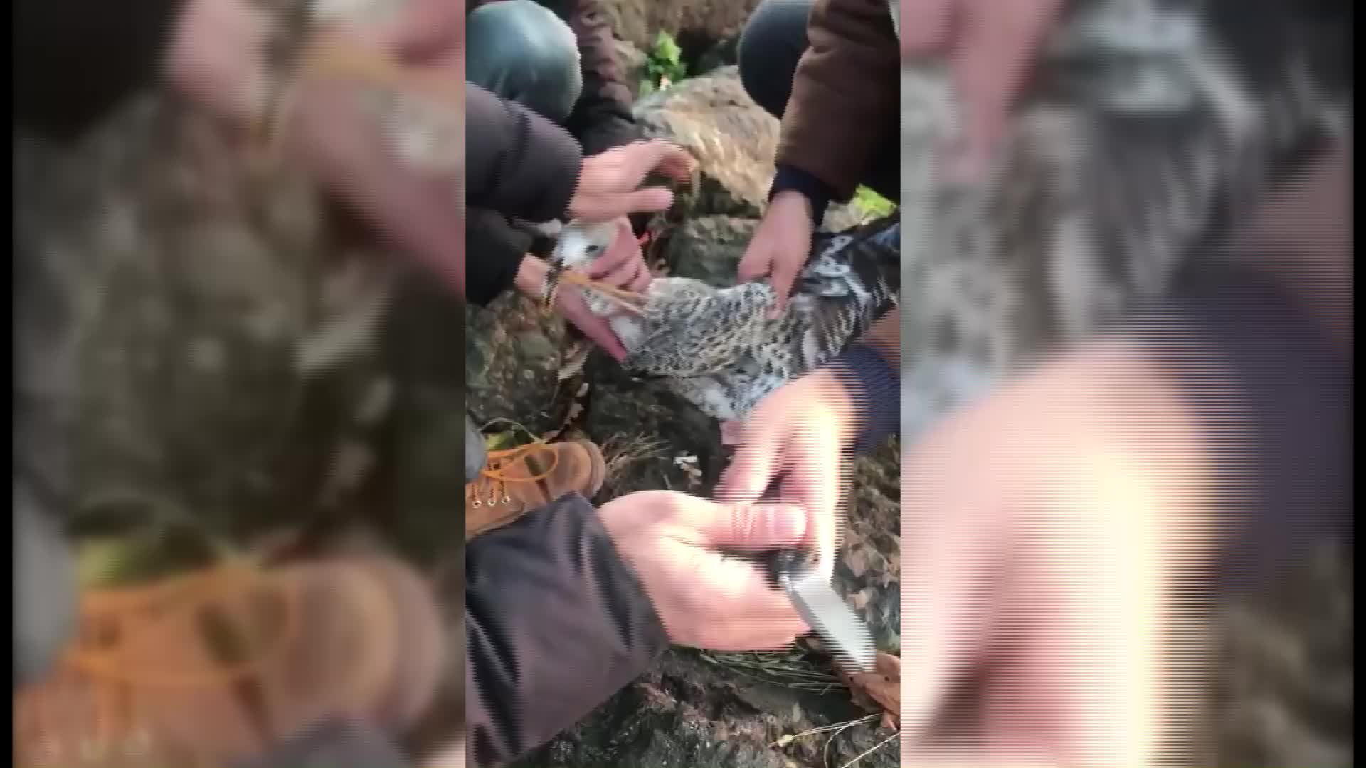 AĞZINA İP TAKILAN MARTI POLİS EKİPLERİ VE VETERİNER MÜDAHALESİYLE KURTARILDI