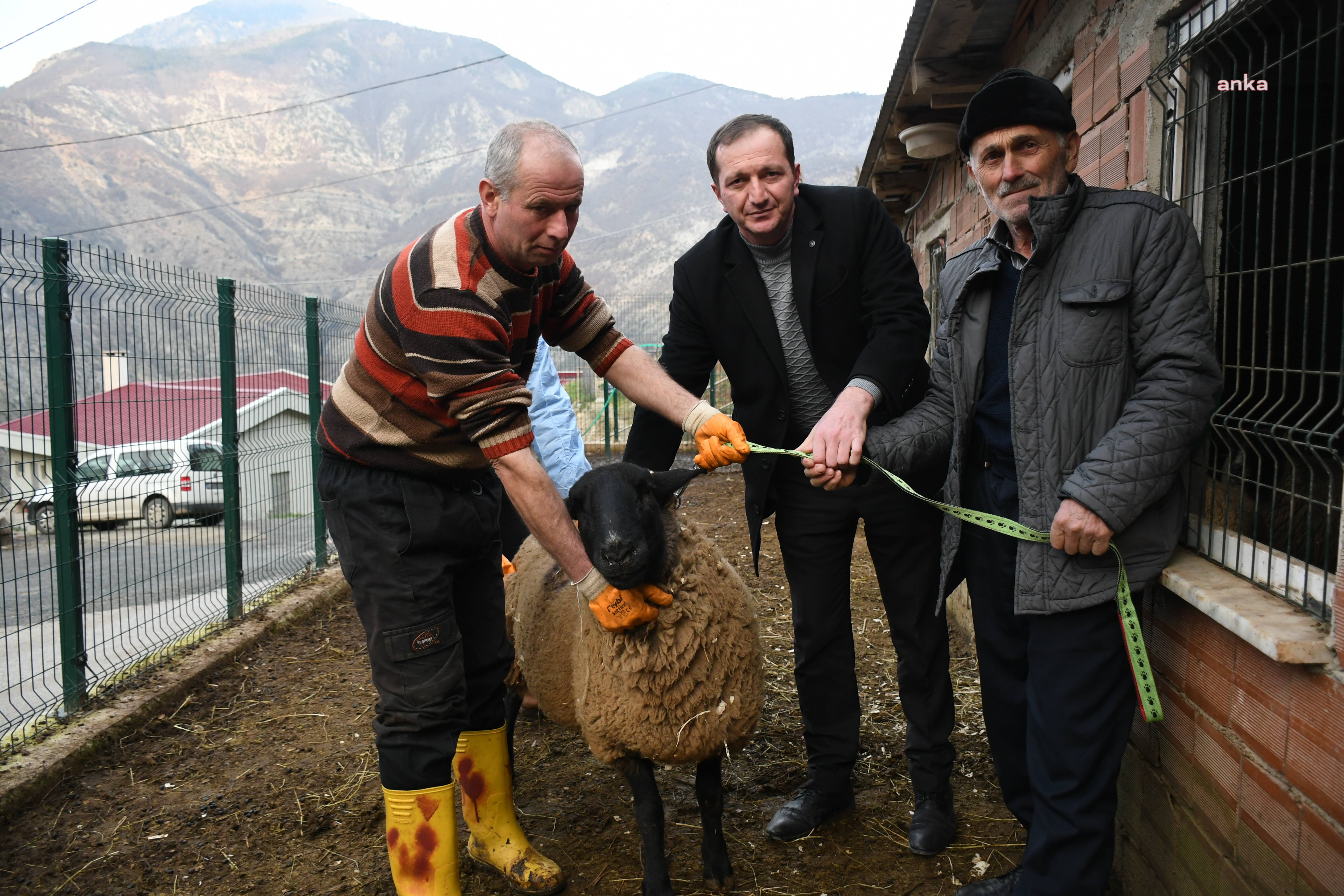 ARTVİN BELEDİYESİ, İNGİLİZ IRKI SUFFOLK KOYUNLARI ÜRETİCİYLE BULUŞTURDU