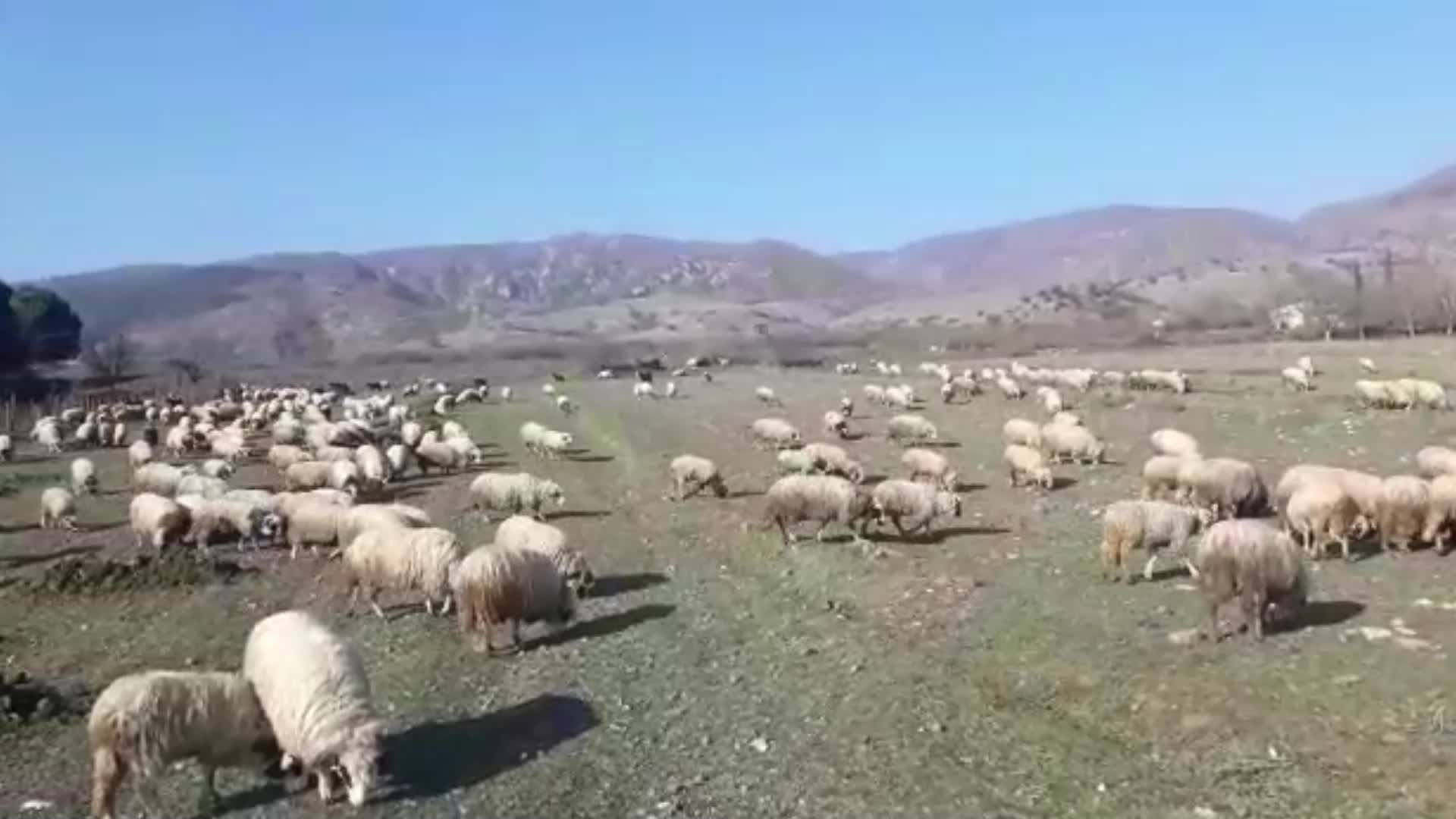 AMASYA ÇAMBÜKÜ'NDE MERA ALANLARI ELLERİNDEN ALINAN BESİCİ "BENİM MAAŞIMI BU HAYVANLAR VERİYOR"
