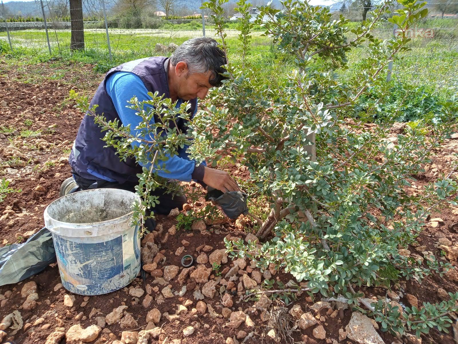 MUĞLA BÜYÜKŞEHİR, SAKIZ FİDANI ÜRETİYOR