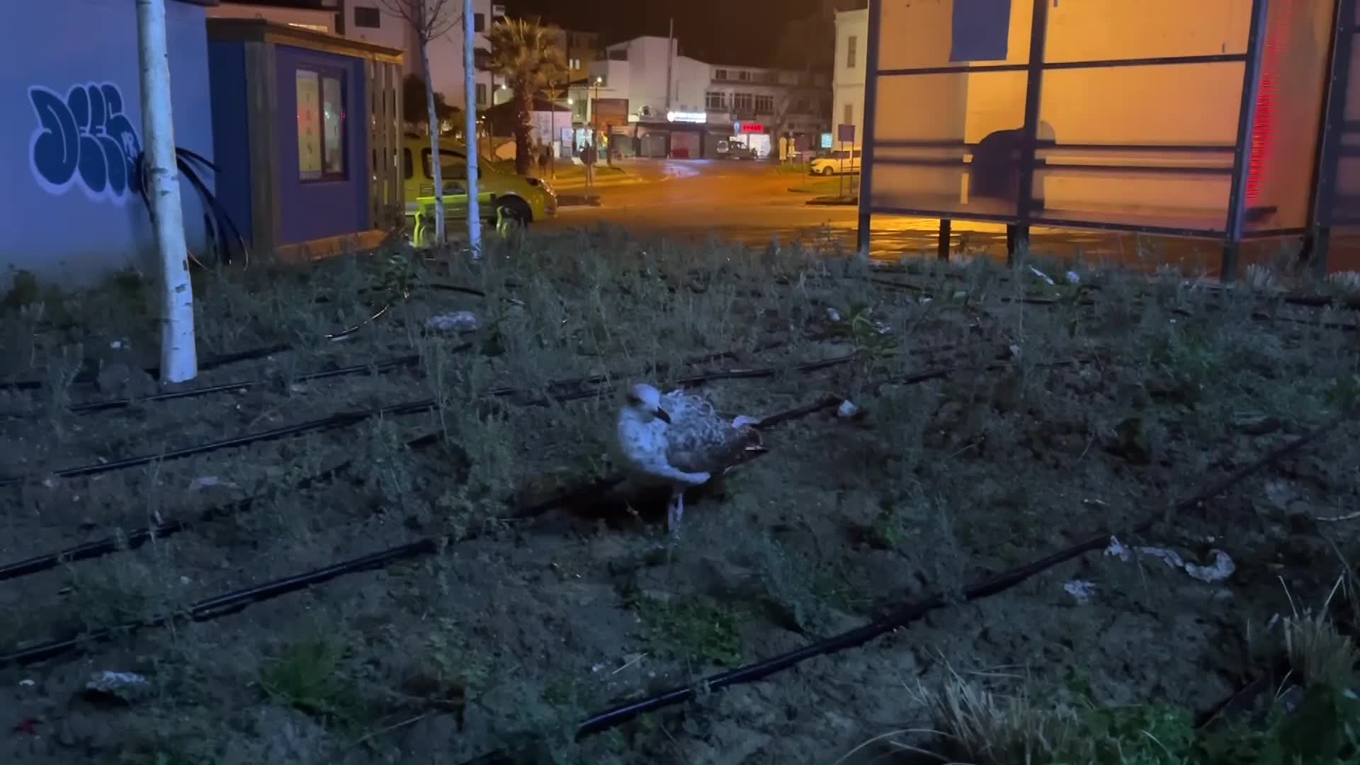 SİNOP'TA YARALI HALDE BULUNAN MARTI TEDAVİ ALTINA ALINDI