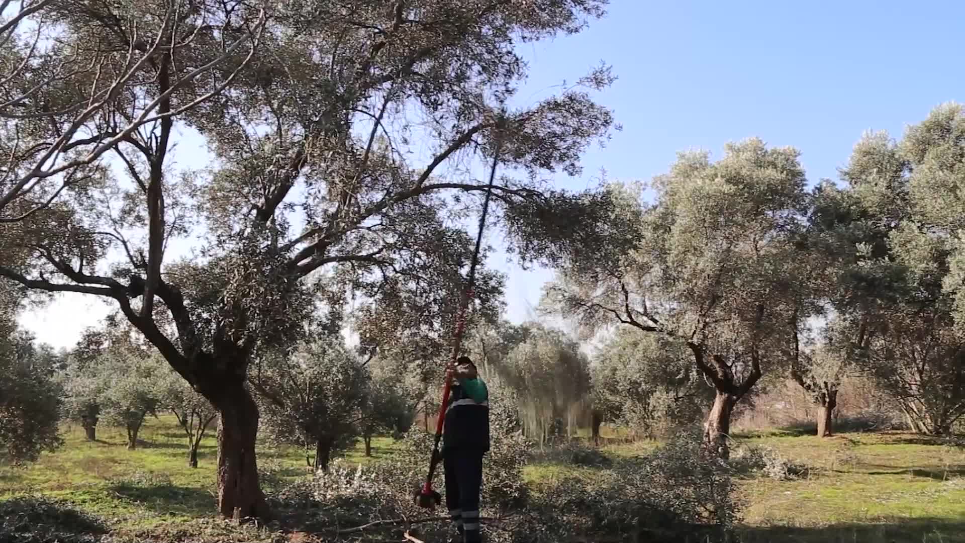 EFELER’DE ZEYTİN HASADI SONA ERDİ