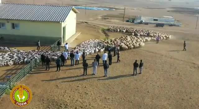SAYIŞTAY, KUZU İHALESİNDE TİGEM’İN EN AZ 3 MİLYON 227 BİN LİRA ZARARA UĞRATILDIĞINI SAPTADI