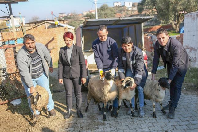 ÖZLEM ÇERÇİOĞLU, KOYUNLARI TELEF OLAN AYDINLI ÜRETİCİYE DESTEK OLDU