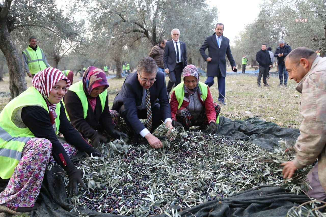 EDREMİT BELEDİYESİ SON ZEYTİN HASADINI YAPTI