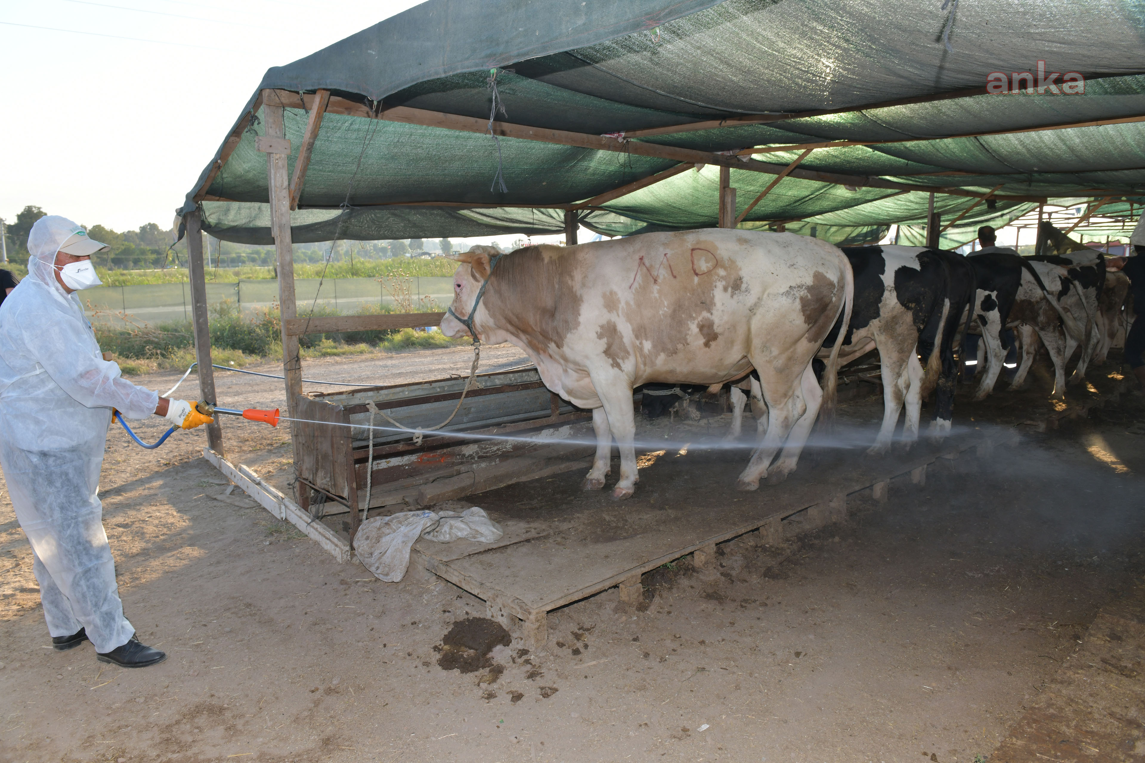 ÇİĞLİ, KURBAN BAYRAMINA HAZIR