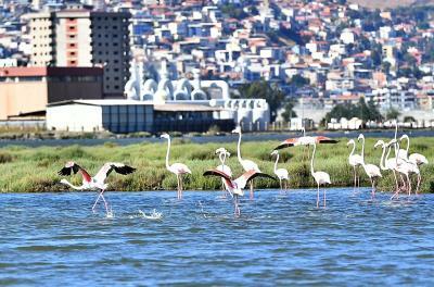 FLAMİNGO YOLU TURU 4 BİNİN ÜZERİNDE ZİYARETÇİ AĞIRLADI