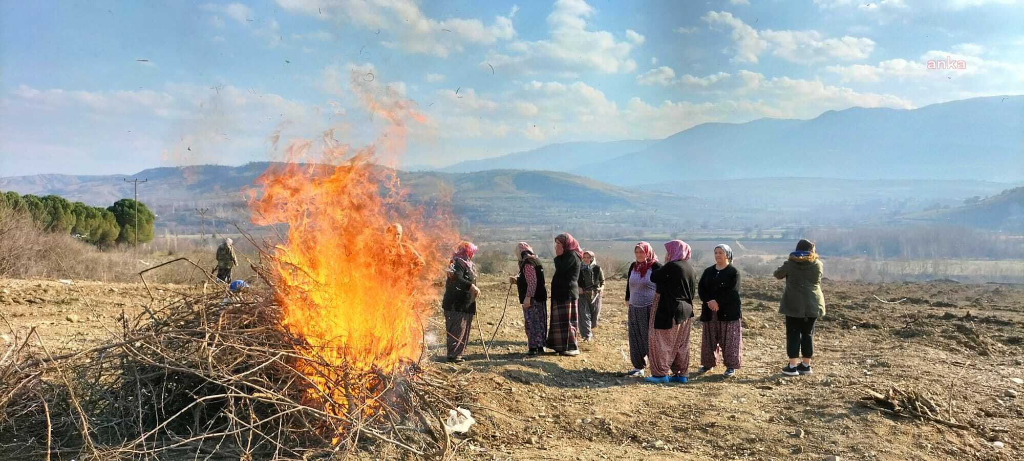 ÇAMBÜKÜ KÖYLÜSÜ, AMASYA VALİSİ’NE SÖKÜLMÜŞ AĞAÇ İLE SESLENDİ: “BU KÖKLER KAÇ SENEDE TOPRAĞA KÖK VERİYOR? BU KİRAZ AĞACININ GÜNAHI SANA SORULSUN”