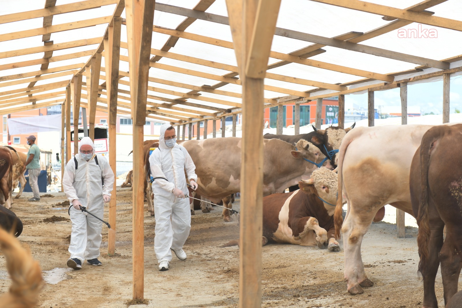 ESENYURT'TA KURBANLIK SATIŞ ALANINA ‘SİNEKSAVARLI’ ÖNLEM
