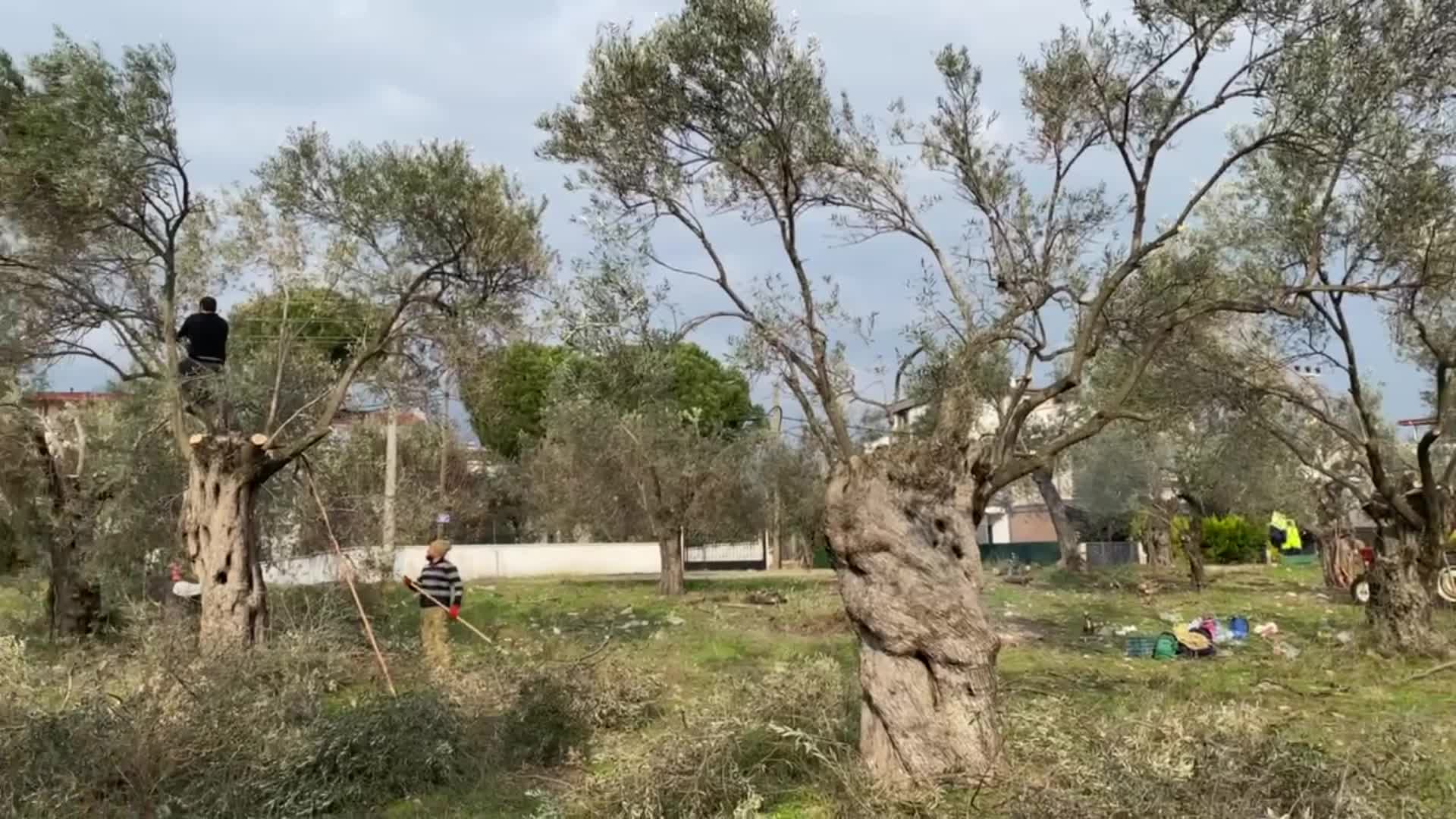 EDREMİT’TE HASAT SONRASI ZEYTİN AĞAÇLARI BUDANIYOR