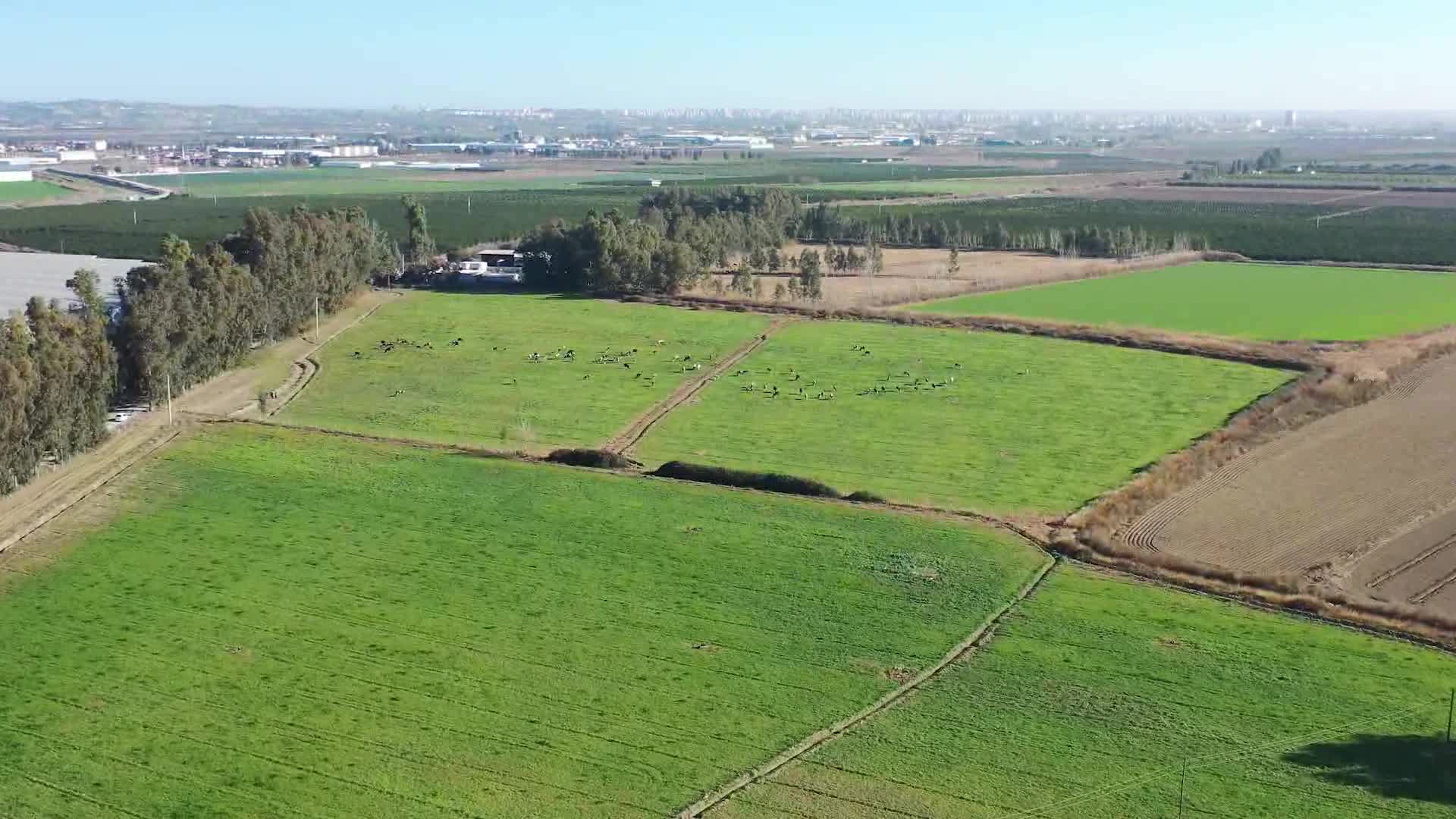 SEYHAN BELEDİYESİ’NDEN HAYVANCILIĞA ÇOK YÖNLÜ DESTEK