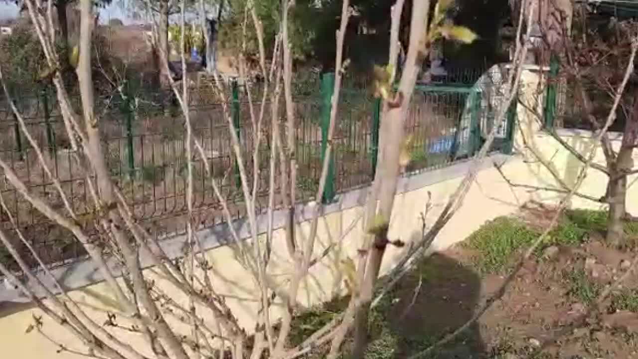 SICAK HAVA NEDENİYLE MEYVE AĞAÇLARI ÇİÇEK AÇTI… İKLİM BİLİMCİ TÜRKEŞ: “TAHILLARDA BIRAKIN ÇİMLENMEYİ ÇÜRÜMENİN DE BAŞLADIĞINA İLİŞKİN BİLGİ GELİYOR”