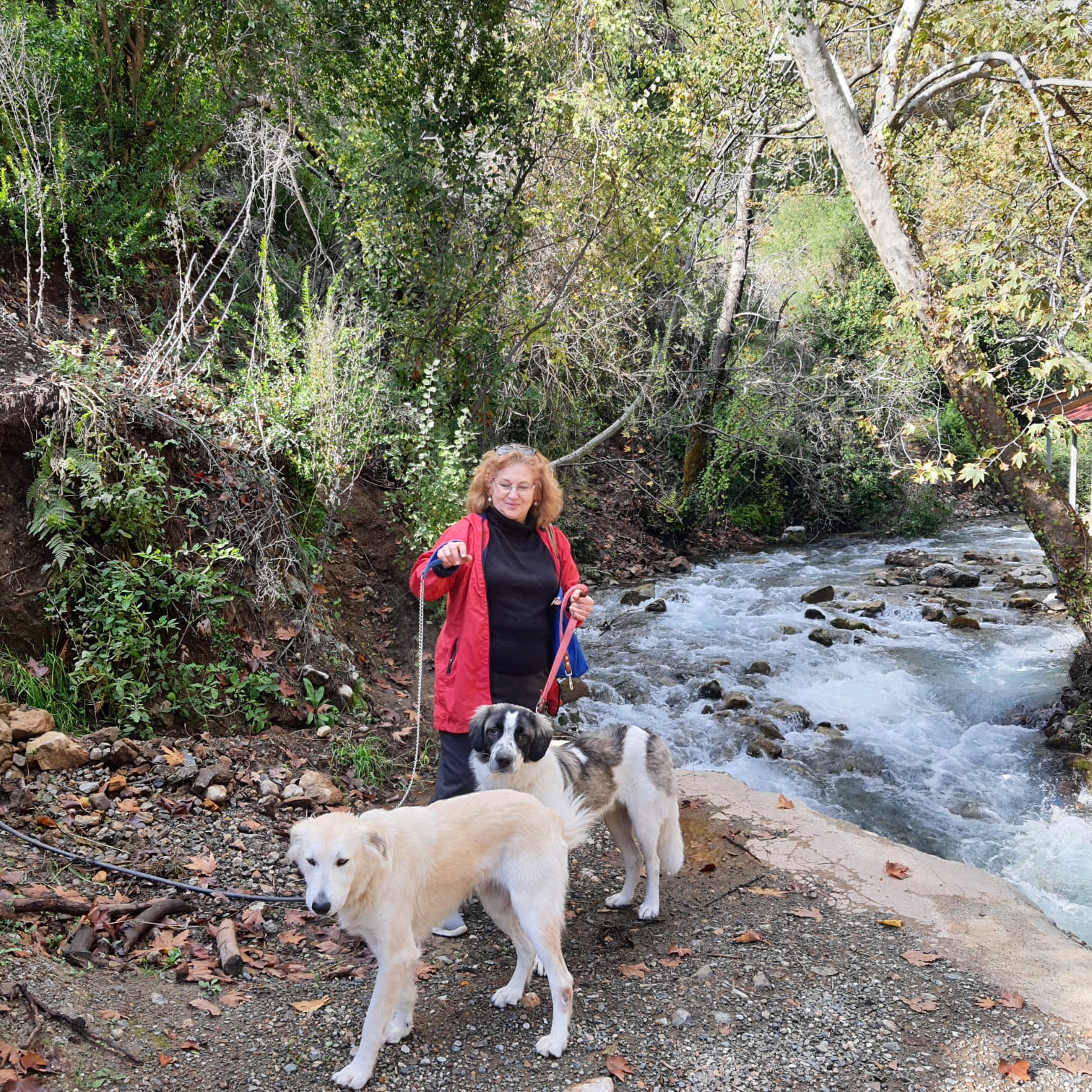MUĞLA’DA KÖPEĞİ TÜFEKLE ÖLDÜRÜLEN KADIN ŞİKAYETÇİ OLDU