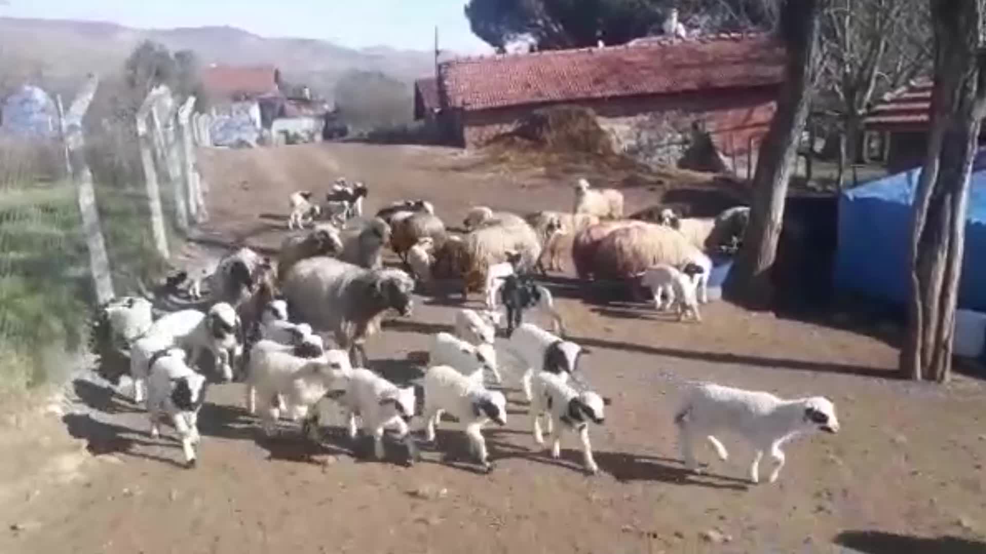 ÇAMBÜKÜ'NDE MERA ALANLARI ELLLERİNDEN ALINAN ÜRETİCİ: "SONUNDA ADALET YERİNİ BULACAK. HAYVANLARIMIZIN YERİNİ DE KENDİ YERİMİZİ DE ALACAĞIZ"