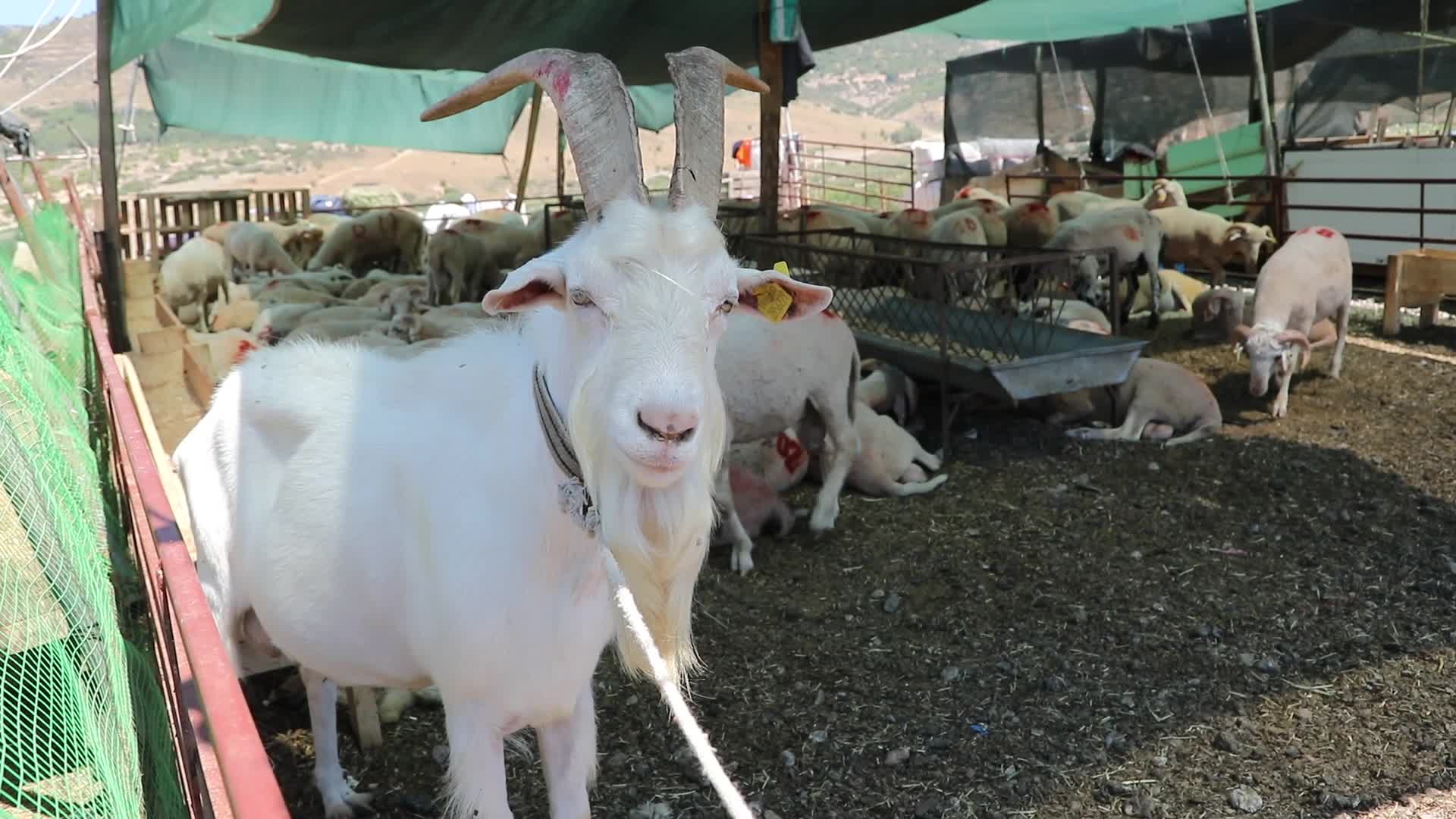 BAYRAKLI BELEDİYESİ, KURBAN BAYRAMI'NA HAZIR