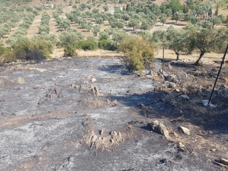 MİLAS'TA ÇIKAN YANGINDA AĞAÇLAR ZARAR GÖRDÜ