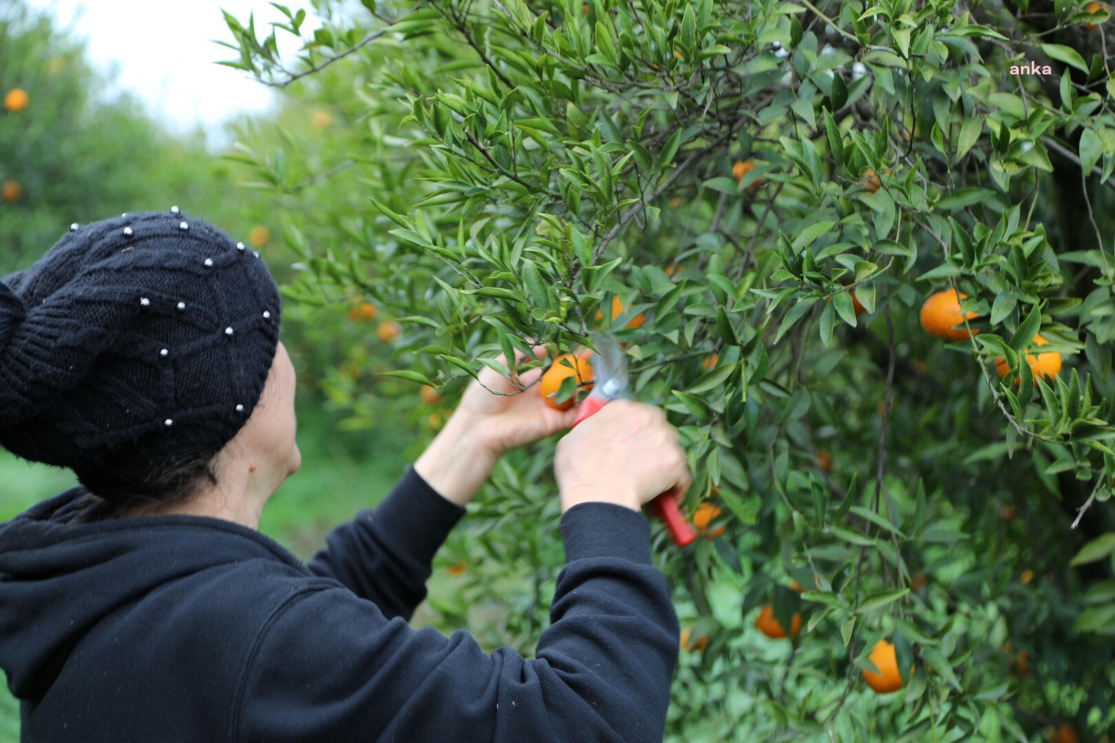 BODRUM BELEDİYESİ, MANDALİNA ALIMINA DEVAM EDİYOR