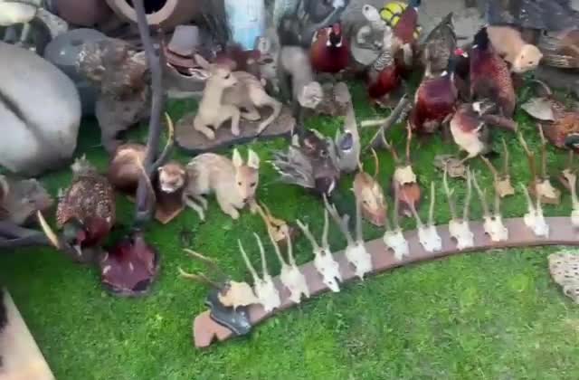 SİLİVRİ'DE, 55 ADET TARİHİ ESER İLE ÇEŞİTLİ YABAN HAYVANLARININ KÜRK, TAHNİT, KAFATASI VE BOYNUZLARI ELE GEÇİRİLDİ